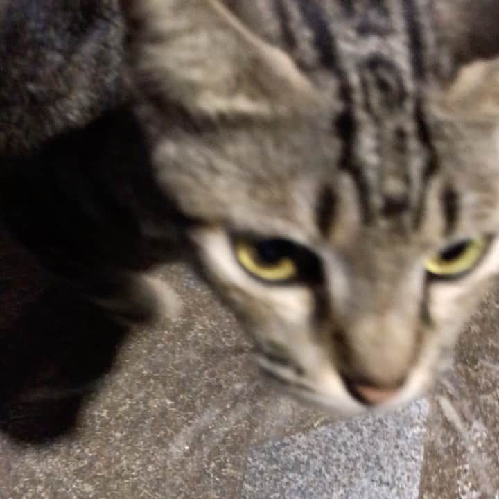 湯浅洋のインスタグラム：「#Jakarta でもニャンコになつかれる(^◇^;) 可愛い。 #猫 #cat」