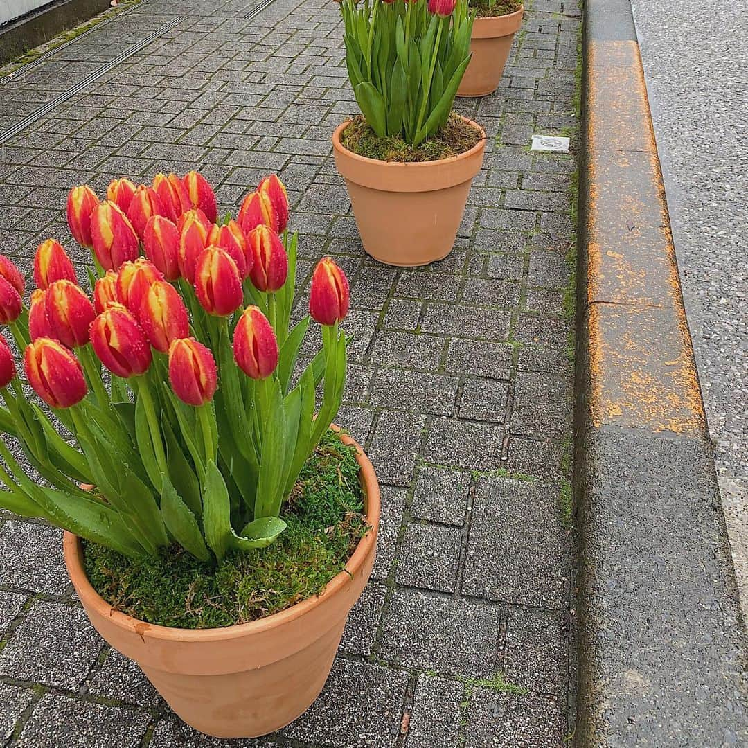 福地夏未さんのインスタグラム写真 - (福地夏未Instagram)「🌷 2020のチューリップロード _ #omotesandohills #tulip #spring」1月21日 21時38分 - natsuminmin19