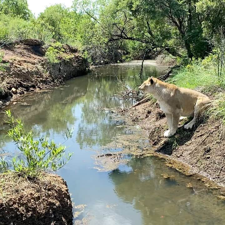 Kevin Richardson LionWhisperer のインスタグラム