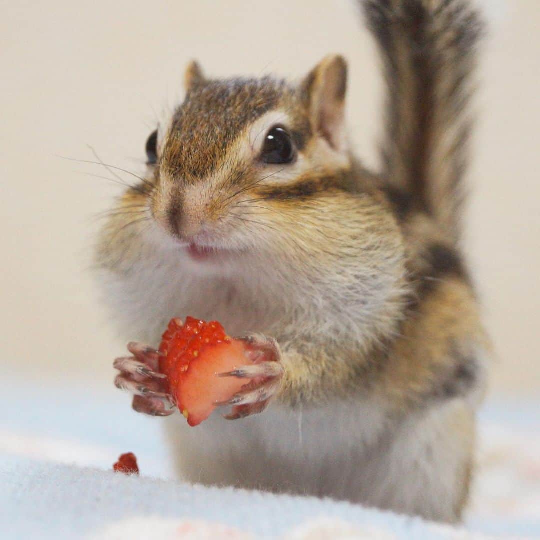 ビッケ & トッドさんのインスタグラム写真 - (ビッケ & トッドInstagram)「#Bikke Happy Squirrel Appreciation Day!! 今日は #リスの日 リスへの理解を深めよう♪  #chipmunk #squirrel #シマリス #リス #squirrelappreciationday」1月21日 22時03分 - bikke_the_chip