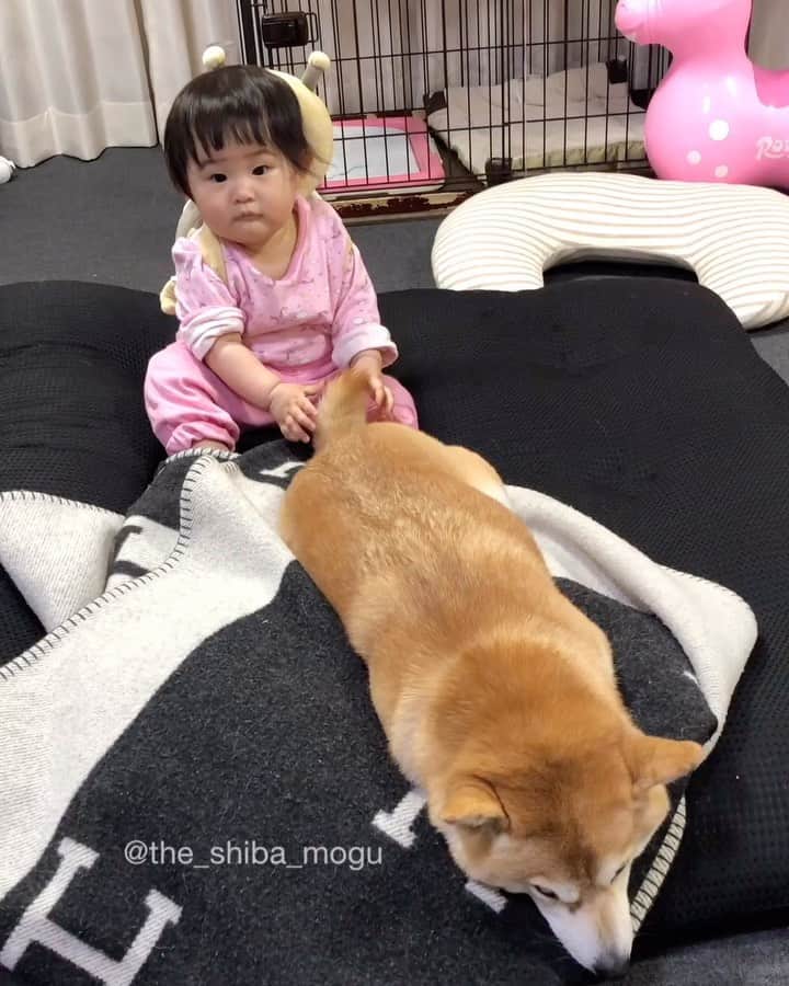 Moguのインスタグラム：「. 今日もいつも通りでしたなの。 #おやすみなさい . @the_shiba_mogu  #柴犬 #shibainu #shiba#赤柴 #redshiba#犬 #dog#しばいぬ#nannydog#犬と子供#子供と犬#柴犬と子供#柴#赤ちゃんと犬#犬と赤ちゃん#柴犬と赤ちゃん#赤ちゃんと柴犬#柴犬のいる暮らし#子守犬」