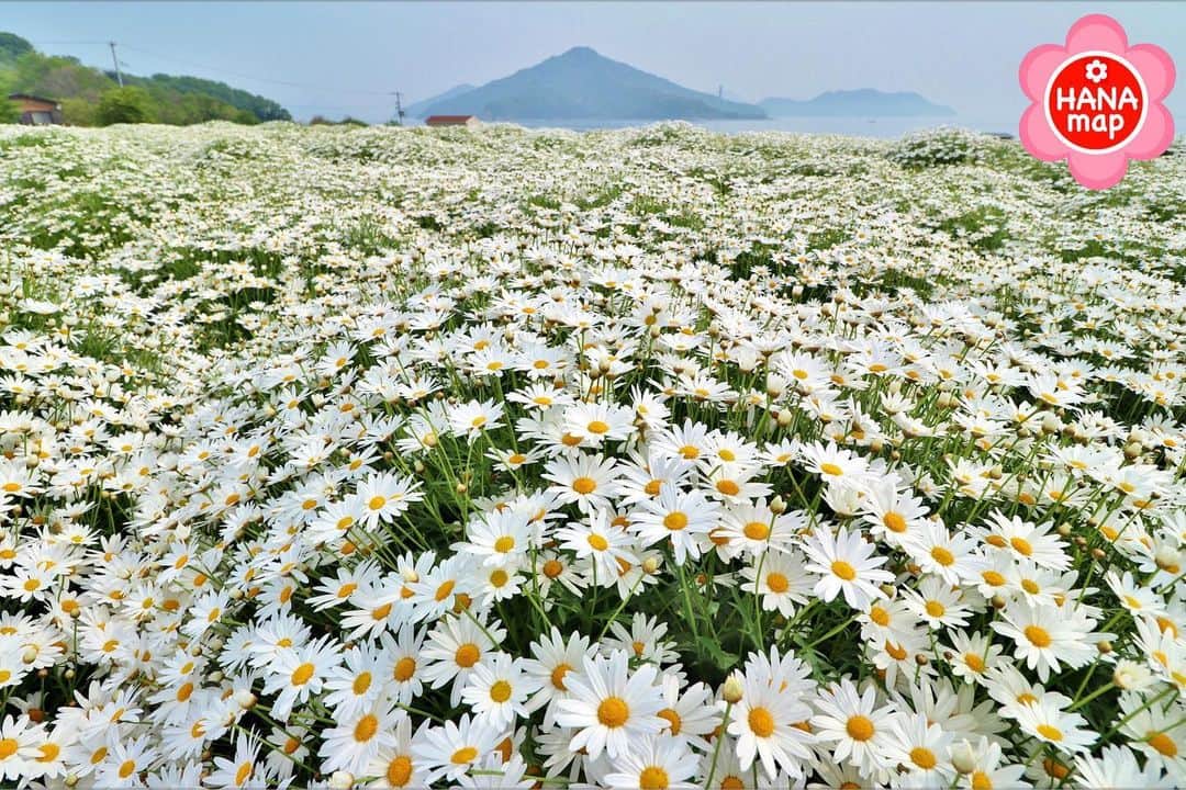 はなまっぷ❁日本の花風景さんのインスタグラム写真 - (はなまっぷ❁日本の花風景Instagram)「🌸㊗️はなまっぷ5の発表㊗️🌸 * * お花が気持ちよく咲いている風景ベスト5✨ * @yumilyumily さんの ホワイトのお花畑に花まるを💮 香川　フラワーパーク浦島 * 審査員　写真家　北川力三先生 @rikizo_kitagawa * 花のある風景写真部門の応募作品の中から選ばれました。はなまっぷ5のお写真はA1パネルで展示いたします。 * * 🌸🌼#はなまっぷ展 の予定🌼🌸 * 【愛知🍤】 名古屋地下鉄久屋大通駅南改札口横 セントラルギャラリー  2020年1月31(金)〜2月12(水) ---------------------------------------- 📷お写んぽ教室（1月22日(水)募集開始） 2月2日(日)名古屋市東山植物園 2月7日(金)、8日(土)久屋大通庭園フラリエ * 【東京🗼】 国営昭和記念公園 花みどり文化センター（予定） 2020年2月19日(水)〜24日(月・祝) ---------------------------------------- 📷お写んぽ教室（2月1日(土)頃募集開始） 2月21日(金)、22(土)、23(日) 国営昭和記念公園にて * ※国営昭和記念公園での日程は、 現在時点では予定となります。 * 【大阪🐙】 大阪市立長居植物園 花と緑と自然の情報センター 2020年2月28(金)〜3月1日(日) ---------------------------------------- 📷お写んぽ教室（2月10日(土)頃募集開始） 2月28日(金)、29(土) 予定 大阪市立長居植物園にて * 🌼東京、大阪の日程に関しては現在のところ予定となります。お写んぽ教室の募集開始日も予告なく変更となる場合もございます。 * #はなまっぷ」1月21日 22時35分 - hanamap