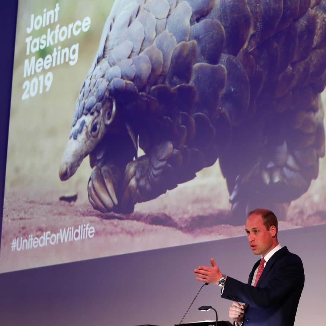 ウィリアム（ケンブリッジ公）さんのインスタグラム写真 - (ウィリアム（ケンブリッジ公）Instagram)「Today The Duke of Cambridge, President of @unitedforwildlife, attended the second joint meeting of the United for Wildlife Taskforces.  Since their formation, the Transport and Financial Taskforces have supported over 70 law investigations, contributed to 18 trafficker arrests and played a key role in disrupting a major international ivory, rhino horn and heroin syndicate in East Africa.  Today’s meeting, at which both The Duke and President Kenyatta of Kenya spoke, provided an opportunity to lay the foundations for the next phase of action in the Taskforce’s work to make it impossible to use private sector infrastructure to facilitate the financing and transportation of Illegal Wildlife Trade (IWT) products.  Speaking on the Taskforces' work and achievements so far, The Duke said: • "Everything that you do to root out corruption, improve your processes and techniques, and flag suspicious activity to law enforcement, helps make this trade too risky for criminals to stomach. • This commitment from the transport and financial sectors is crucial because sadly the demand for wildlife products has not diminished. • I am delighted to welcome all of those new members here today. Please, please bring new ideas to the table, maintain and increase our momentum, and play your part in ending this abhorrent crime." • Photos 📷 by PA / Kensington Palace.  #EndWildlifeCrime」1月21日 22時48分 - princeandprincessofwales