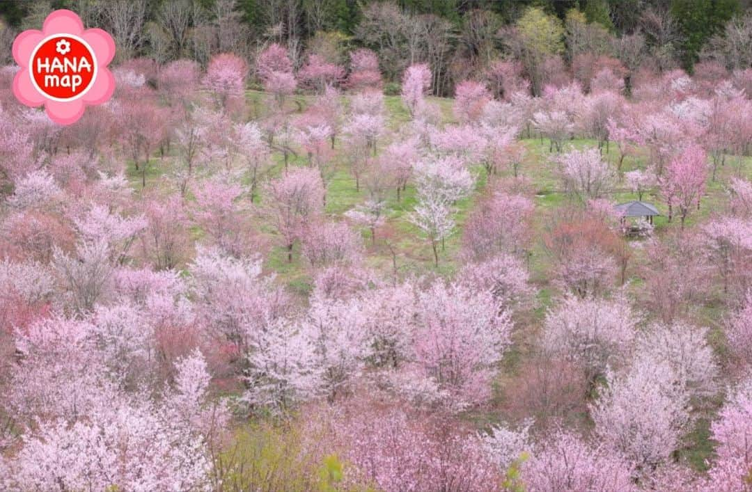 はなまっぷ❁日本の花風景さんのインスタグラム写真 - (はなまっぷ❁日本の花風景Instagram)「🌸㊗️はなまっぷ5の発表㊗️🌸 * * お花が気持ちよく咲いている風景ベスト5✨ * @sachi_rururin さんの ピンクのお花畑に花まるを💮 福島　桜峠 * 審査員　写真家　北川力三先生 @rikizo_kitagawa * 花のある風景写真部門の応募作品の中から選ばれました。はなまっぷ5のお写真はA1パネルで展示いたします。 * * 🌸🌼#はなまっぷ展 の予定🌼🌸 * 【愛知🍤】 名古屋地下鉄久屋大通駅南改札口横 セントラルギャラリー  2020年1月31(金)〜2月12(水) ---------------------------------------- 📷お写んぽ教室（1月22日(水)募集開始） 2月2日(日)名古屋市東山植物園 2月7日(金)、8日(土)久屋大通庭園フラリエ * 【東京🗼】 国営昭和記念公園 花みどり文化センター（予定） 2020年2月19日(水)〜24日(月・祝) ---------------------------------------- 📷お写んぽ教室（2月1日(土)頃募集開始） 2月21日(金)、22(土)、23(日) 国営昭和記念公園にて * ※国営昭和記念公園での日程は、 現在時点では予定となります。 * 【大阪🐙】 大阪市立長居植物園 花と緑と自然の情報センター 2020年2月28(金)〜3月1日(日) ---------------------------------------- 📷お写んぽ教室（2月10日(土)頃募集開始） 2月28日(金)、29(土) 予定 大阪市立長居植物園にて * 🌼東京、大阪の日程に関しては現在のところ予定となります。お写んぽ教室の募集開始日も予告なく変更となる場合もございます。 * #はなまっぷ」1月21日 22時45分 - hanamap