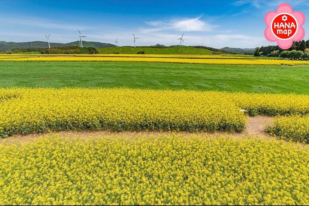 はなまっぷ❁日本の花風景のインスタグラム