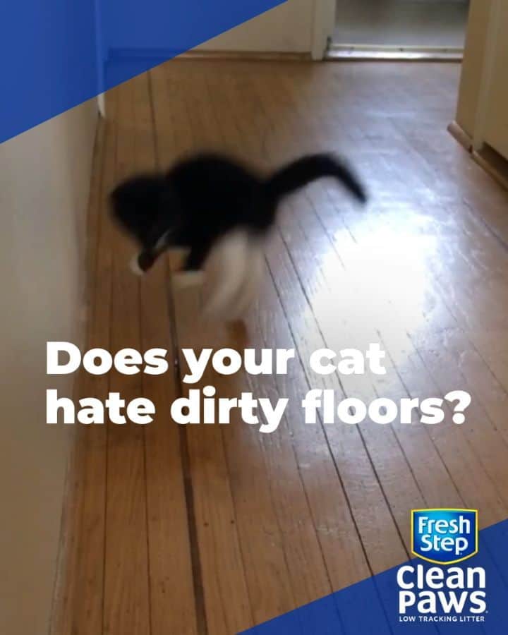 のインスタグラム：「No one likes dirty floors. 😜 Give your cat cleaner paws! Pick up a box of Fresh Step Clean Paws® litter in store now! 🐾 #cleanpawsup」
