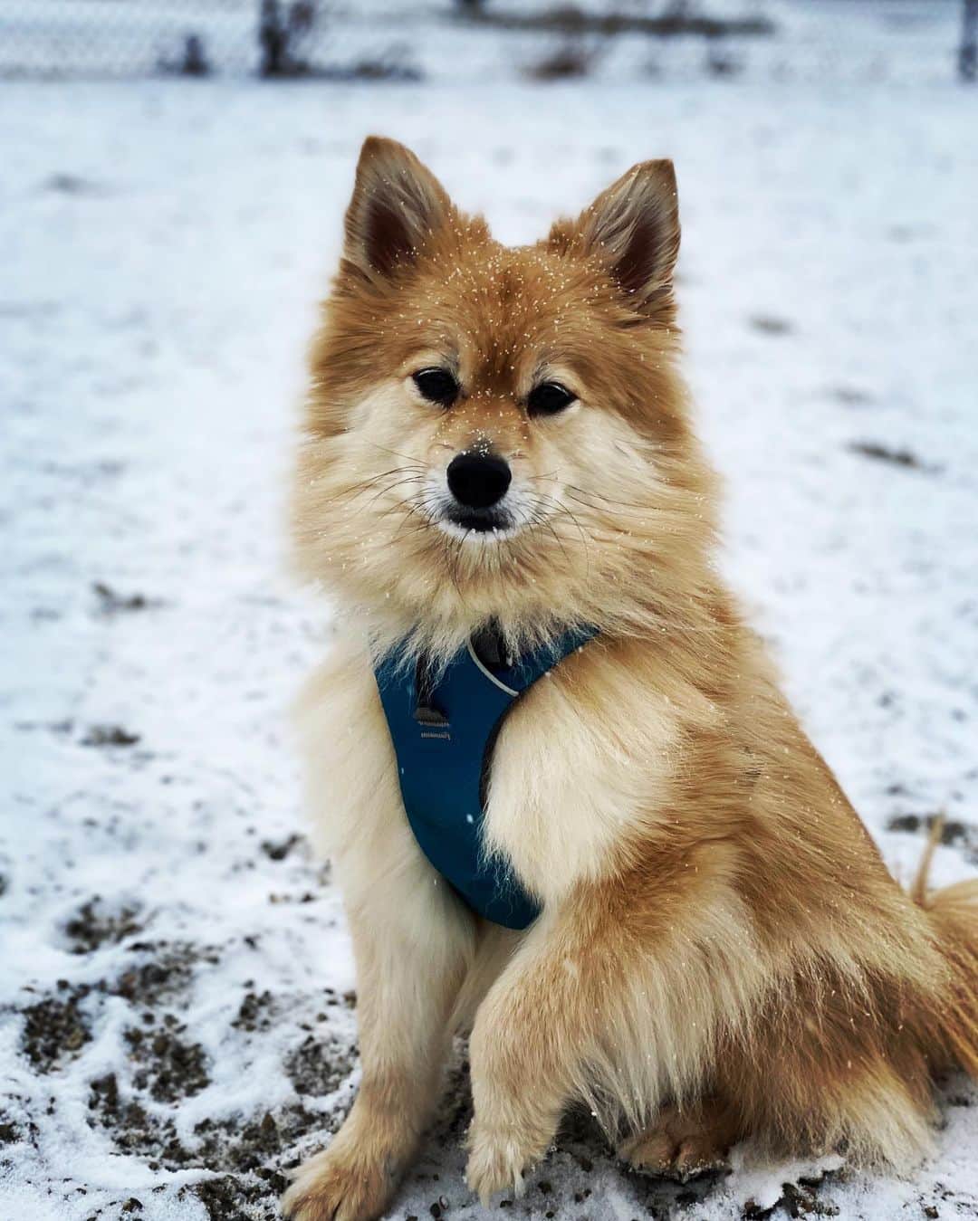 イナキョウコのインスタグラム：「❤️ The sweetest boy 🐾 . . . . . #pomsky #pomeranian #pom #siberianhusky #husky #snowdog #cold #rescuedog #ilovemydog #dogsofinstagram」