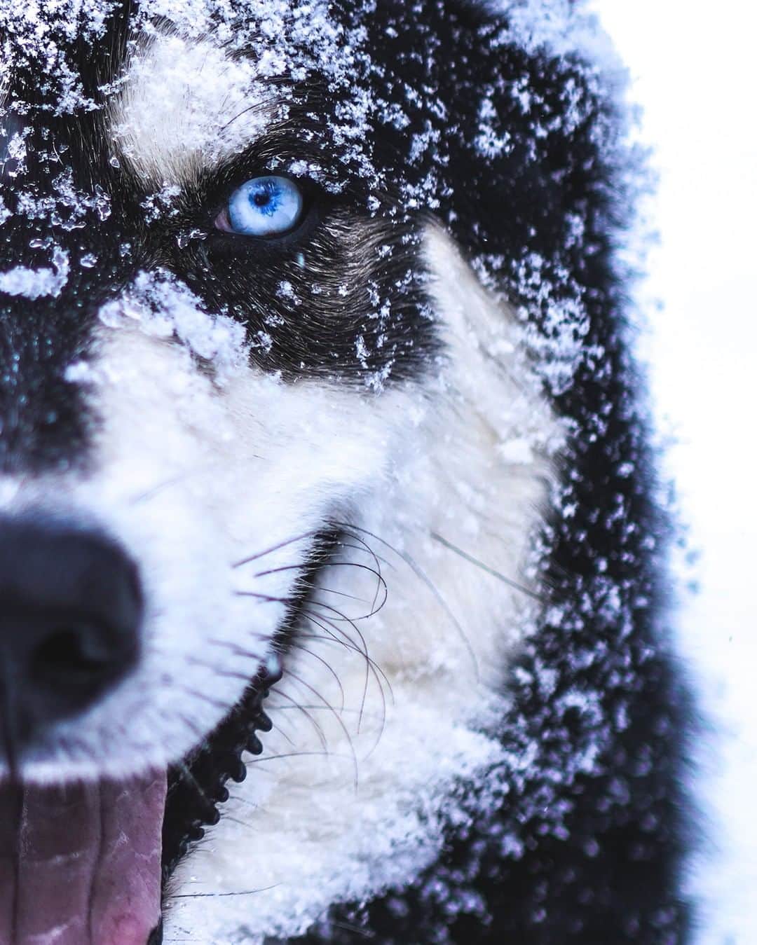 のインスタグラム：「Photo by @renan_ozturk | A simple slice of home life: our dog Baloo in his winter element. As I move into the next decade, I'm hoping to consume less, eat local, and travel less—even though our work as journalists often depends on the latter. It's a hard balance to strike, but sometimes just being home is enough—and I bet the planet appreciates that. Follow @renan_ozturk for more slices of life.  #dog #husky」