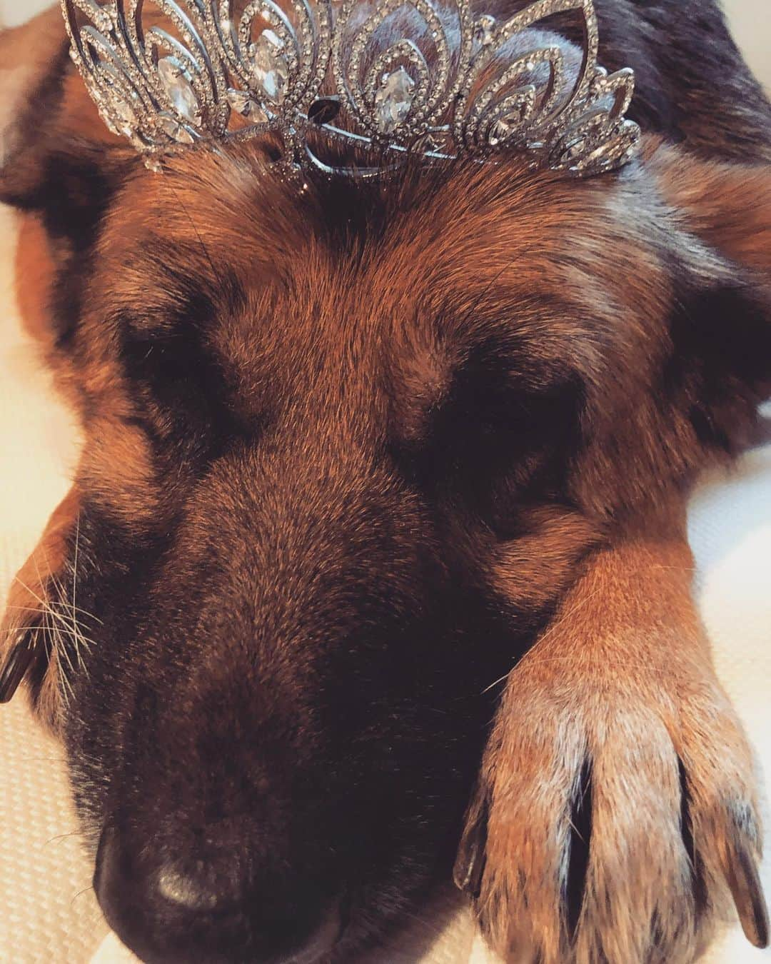 カイヤさんのインスタグラム写真 - (カイヤInstagram)「One and only little princess💛 . . . . . . . . . . #caiya #love #loveyou #princess #germanshepherd #light #joy #happiness #lifeisbeautiful #life #values #precious #positivevibes #unconditionallove #loveoneanother #bebetter #dobetter #learn #important #humanity #bigfeet #mybaby #mygirl #mydaughter」1月22日 0時44分 - caiya.kawasaki