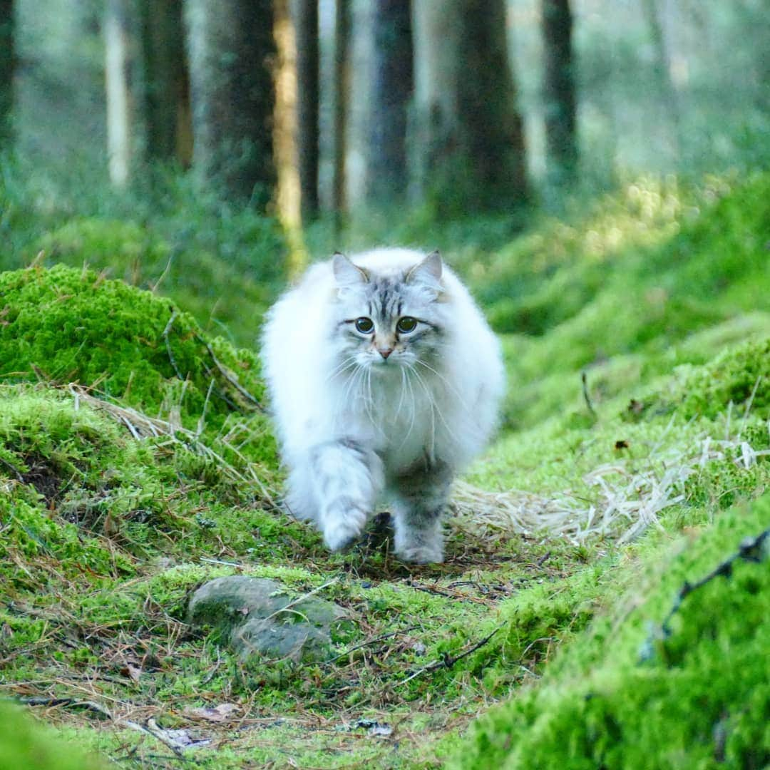 Floraのインスタグラム：「Florest = Flora in forest 😻🌲🌱🍀#january #cat#igcutest_animals #cat_features #cutepetclub #fluffypack #katt #bestmeow  #weeklyfluff #meow #AnimalAddicts #kittycat #cat #cats #kitten #kittens #kawaii #instacat #calico #neko #winter #snow #2019 #sibiriskkatt #siberiancat」