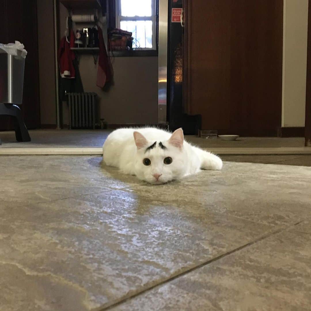 Samのインスタグラム：「What I look like after watching tv for too long... A funny series about life after pet adoption? And all of the animals in the show were adopted? AND there’s a cat named TONYA?! Count me in. Swipe up in the story or follow the link in my bio to find out more! #ad #VCAPets #VCA #petfriendly」