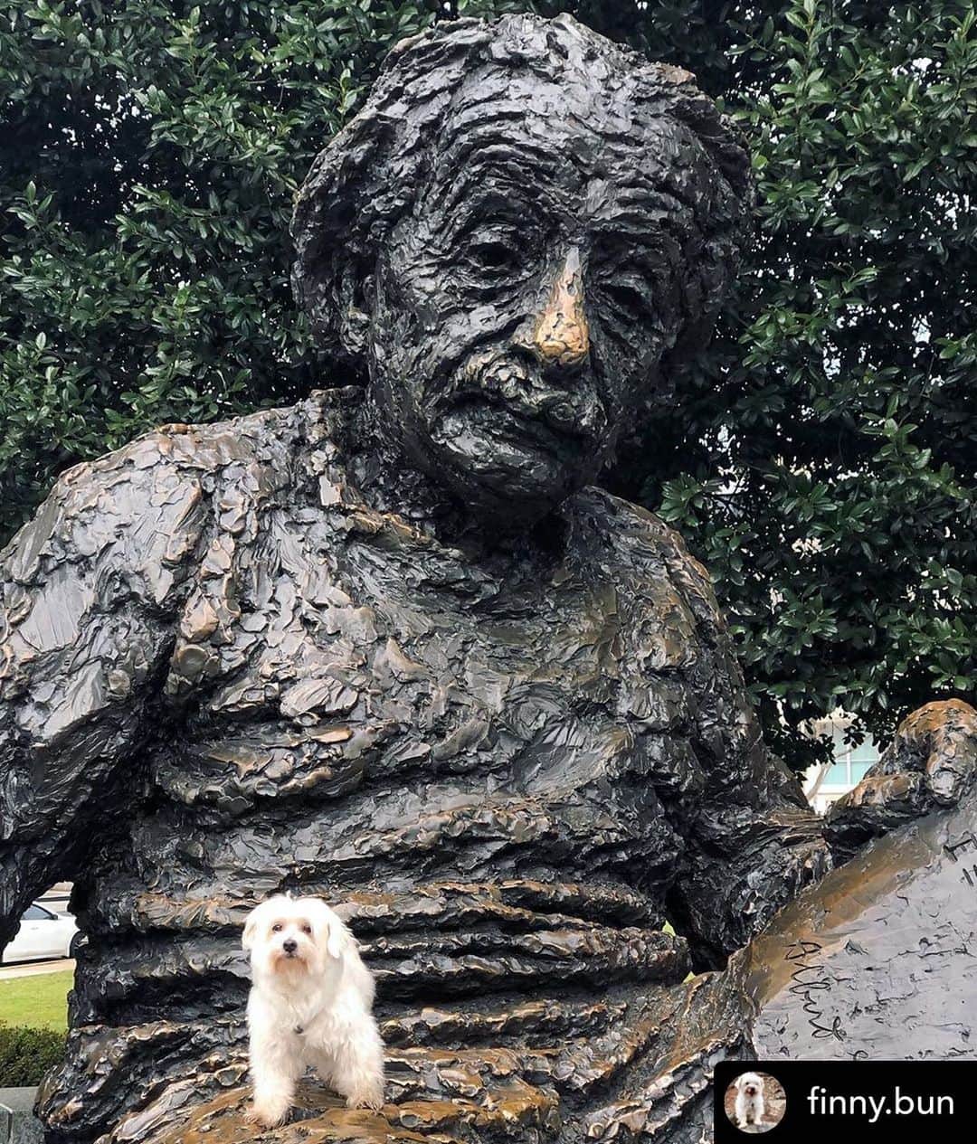 アルベルト・アインシュタインさんのインスタグラム写真 - (アルベルト・アインシュタインInstagram)「At the Albert Einstein Memorial in Washington, DC. #rufflife Posted @withregram • @finny.bun」1月22日 1時55分 - alberteinstein