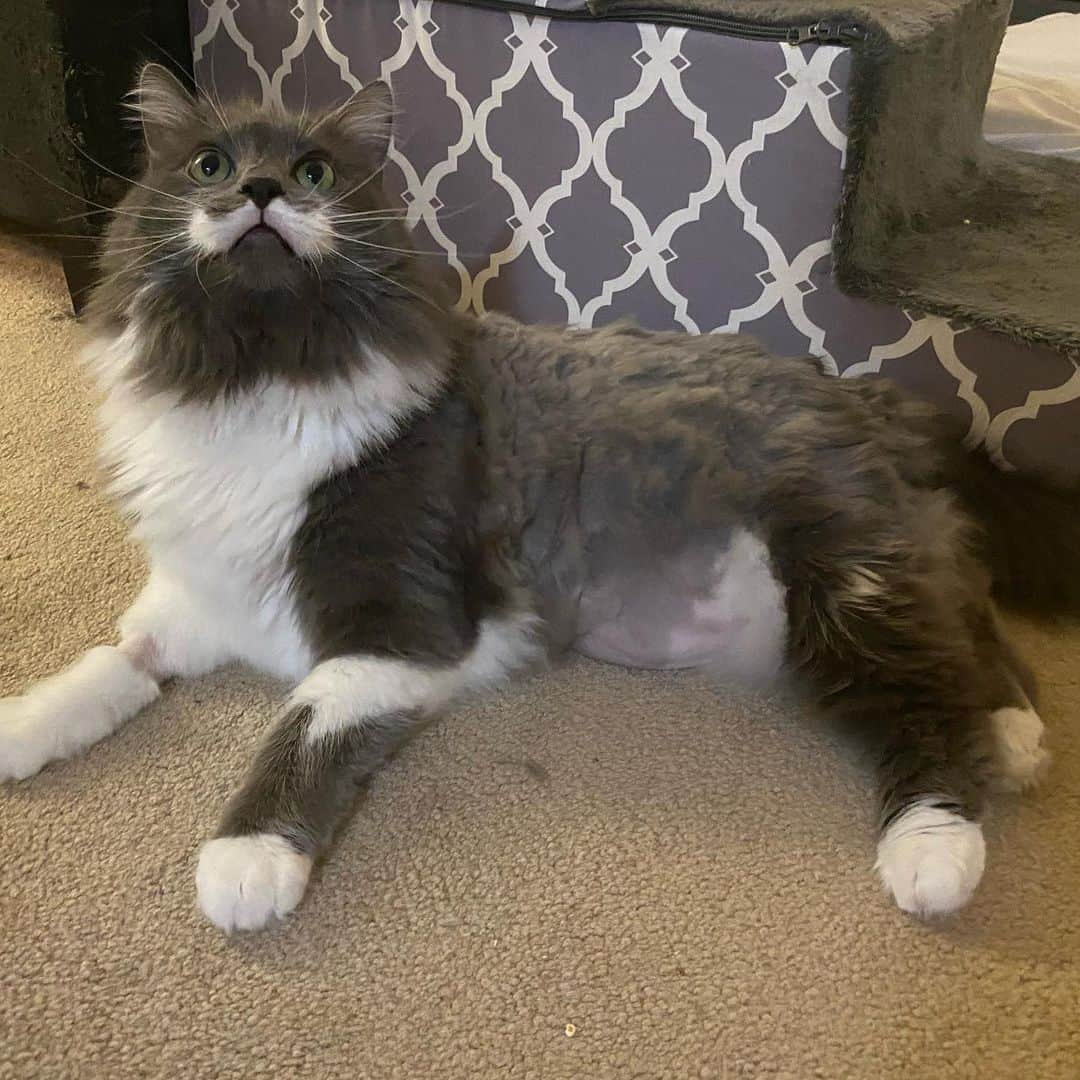 のインスタグラム：「Sick fade, bro  A lot of people asked questions about how I knew something was wrong and wanting more detail around Ham’s adventure. I’ll outline more below and will try to answer questions in the comments.  It started at about 11pm - Ham sounded like he had a hairball, or was at least about to throw up. He tried 3 times and nothing came out. That’s actually not super uncommon for him. He gets hairballs pretty frequently and sometimes cannot get them up the first time. At that point I usually give him laxatone (hairball gel). I put a small amount on him and he licked it, but then went to throw up again - still nothing came out. After that he seemed OK so I stayed up with him to monitor. It happened a few more times in the middle of the night - nothing ever came up other than bile. At that point I put a full strip of laxatone on his paw and he wouldn’t lick it off. Ham, likee most cats, is obsessively clean and would never leave something on his paw. That’s when I knew something wasn’t right. I tried giving him every kind of treat I have and his wet food and he wouldn’t eat anything. At this point I called our vet and they were able to see him immediately so I didn’t have to go right to the ER. They ran every test to make sure he was good. They also took x-rays. They were able to see he had something large in his stomach, but couldn’t really tell where it was (organs overlap so they couldn’t tell if it was in his stomach or starting to move along). They sent us over to the ER where they did an ultrasound and felt they could get it out without surgery. Thankfully, they were correct and after about 10 hours at different vets and a lot of sedation, Hammy was able to come home with me that night.  Ham has a crazy amount of fluff (or he did before I shaved him). I regularly brush him - some days more, some days less depending on his mood. I have the furminator, the brush glove and my personal favorite the sleekEZ. He has special hairball control wetfood and gets some hairball treats which he doesn’t really love. I also use laxatone often. This is something long hair cats have to deal with and usually their bodies can process it. (Cont’d in first comment)」