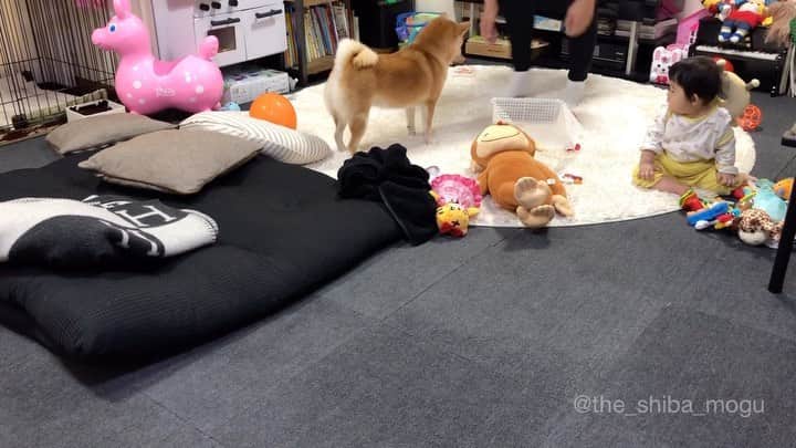 Moguのインスタグラム：「. あさんぽ後恒例のクールダウンタイムなの。 Good morning. #2倍速 . @the_shiba_mogu  #柴犬 #shibainu #shiba#赤柴 #redshiba#犬 #dog#しばいぬ#nannydog#犬と子供#子供と犬#柴犬と子供#柴#赤ちゃんと犬#犬と赤ちゃん#柴犬と赤ちゃん#赤ちゃんと柴犬#柴犬のいる暮らし#子守犬」