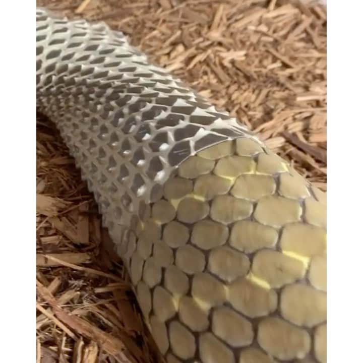 のインスタグラム：「the snake...transformation.  trust, things will happen in their own time.  Snakes are symbolic of renewal - casting off the old and revealing something new and beautiful underneath.  Snakes are experts at leaving behind what they no longer need.  Ask yourself,  What do I need to shed?  Am I wearing a 'skin' that no longer lets me shine through?  Maybe it's time for changes. Maybe mental attitudes or outdated beliefs are limiting you.  If so, it's time to let go and trust.  #Repost @ifyouhigh  King cobra 🐍 shedding it’s skin  by @pacinthesink」