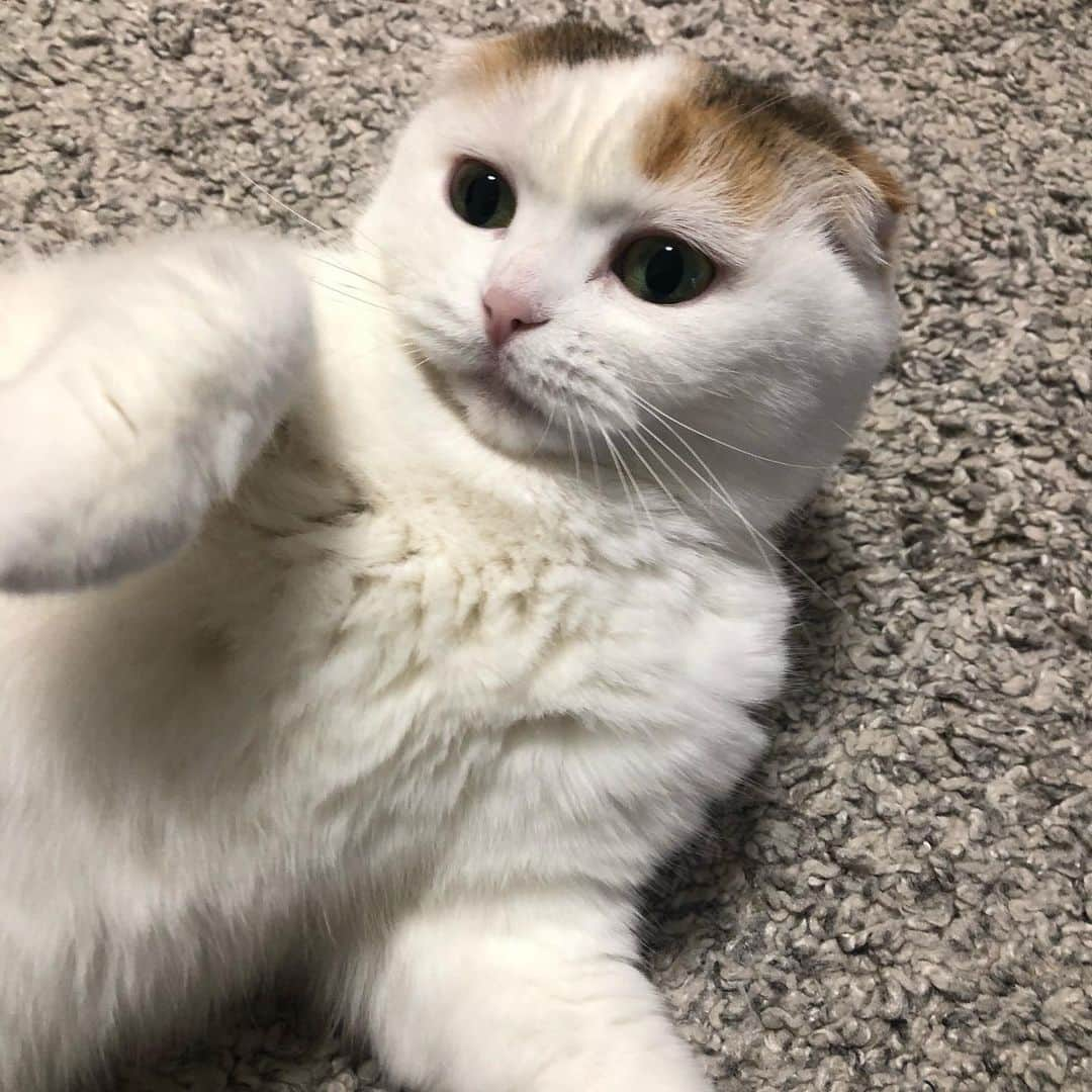 momo0224momomoさんのインスタグラム写真 - (momo0224momomoInstagram)「ベタベタさわってたら 怒られた。  #ねこ#猫#かわいい#スコティッシュ#スコティッシュフォールド#ノルウェージャン#まん丸猫#ドラえもん#猫バカ#親バカ#多頭飼い#猫の平和を祈る#ペットバカ#ヌコ#Instagram猫#ねこ部#rakutenpet」1月22日 7時46分 - momo0224momomo