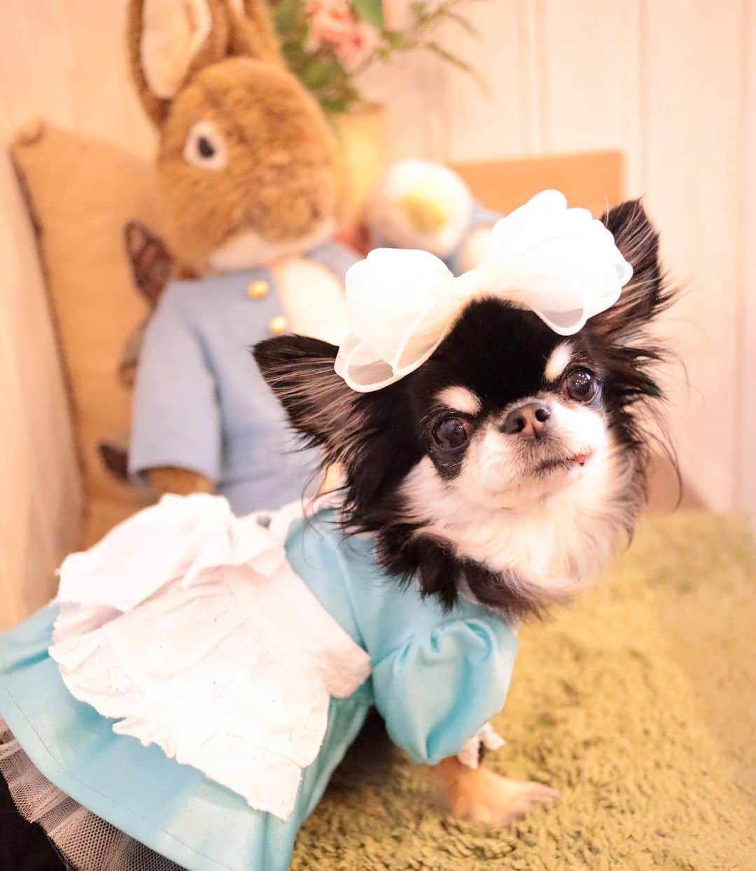 kayoのインスタグラム：「* * アリスとピーターラビット🐰💕💕 * * Melon💗 * * #不思議の国のアリス #ピーターラビット * #chihuahua#chihuahualove#dogstgram#dog#instadog#チワワ#チワワ大好き * *」