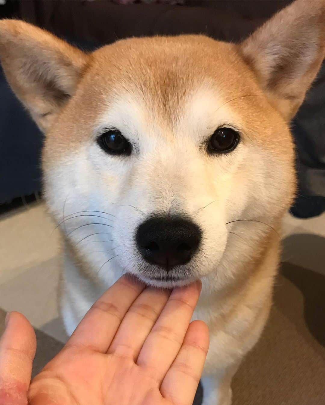 柴犬のモモさんのインスタグラム写真 - (柴犬のモモInstagram)「おはようございます。ご飯のためならアゴくいもアゴ乗せもやるモモさん #いぬ #イヌ #犬 #柴犬 #赤柴 #日本犬 #犬バカ部 #ふわもこ部 #いぬら部 #癒しわんこ #柴犬マニア #犬のいる暮らし #口角キュキュッと部 #shiba #shibainu #shibadog #dogstagram #dogsofinstagram #shibastagram #shibasofinstagram #shibamania #inu #instadog #toyota_dog」1月22日 7時56分 - shi_ba_i_nu_momo