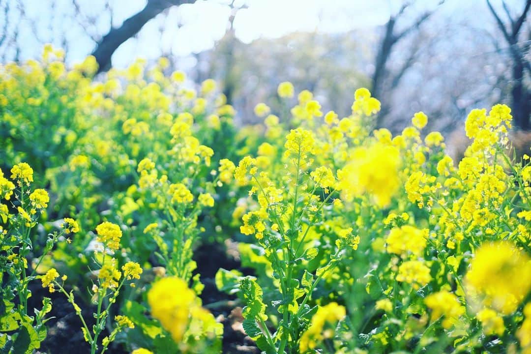 kiccyomuのインスタグラム：「☁️ 2020.01.22 Wed #心に花を #吾妻山 に咲く #菜の花 ここは…時間が過ぎると… 花も景色も表情が変わりますネ😄 * めっちゃ寒くなる日のようですが… 今日も元気に🤗 * location #神奈川 #二宮 #吾妻山公園 📷撮影 1月3日」
