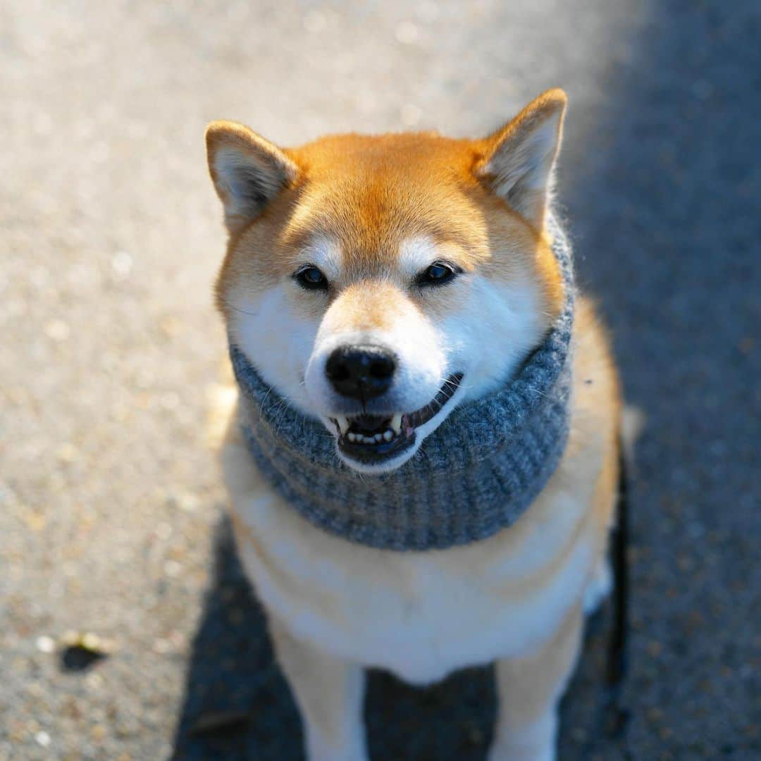 まる（まるたろう）さんのインスタグラム写真 - (まる（まるたろう）Instagram)「it's really cold this morning.✨🐶✨おはまる〜　今日からしばらく激寒な日が続くらしいよ〜 #雪が降ればいいんだけど #どうなんだろう #良純に聞いてみようかな🤔 #まるらー」1月22日 9時27分 - marutaro