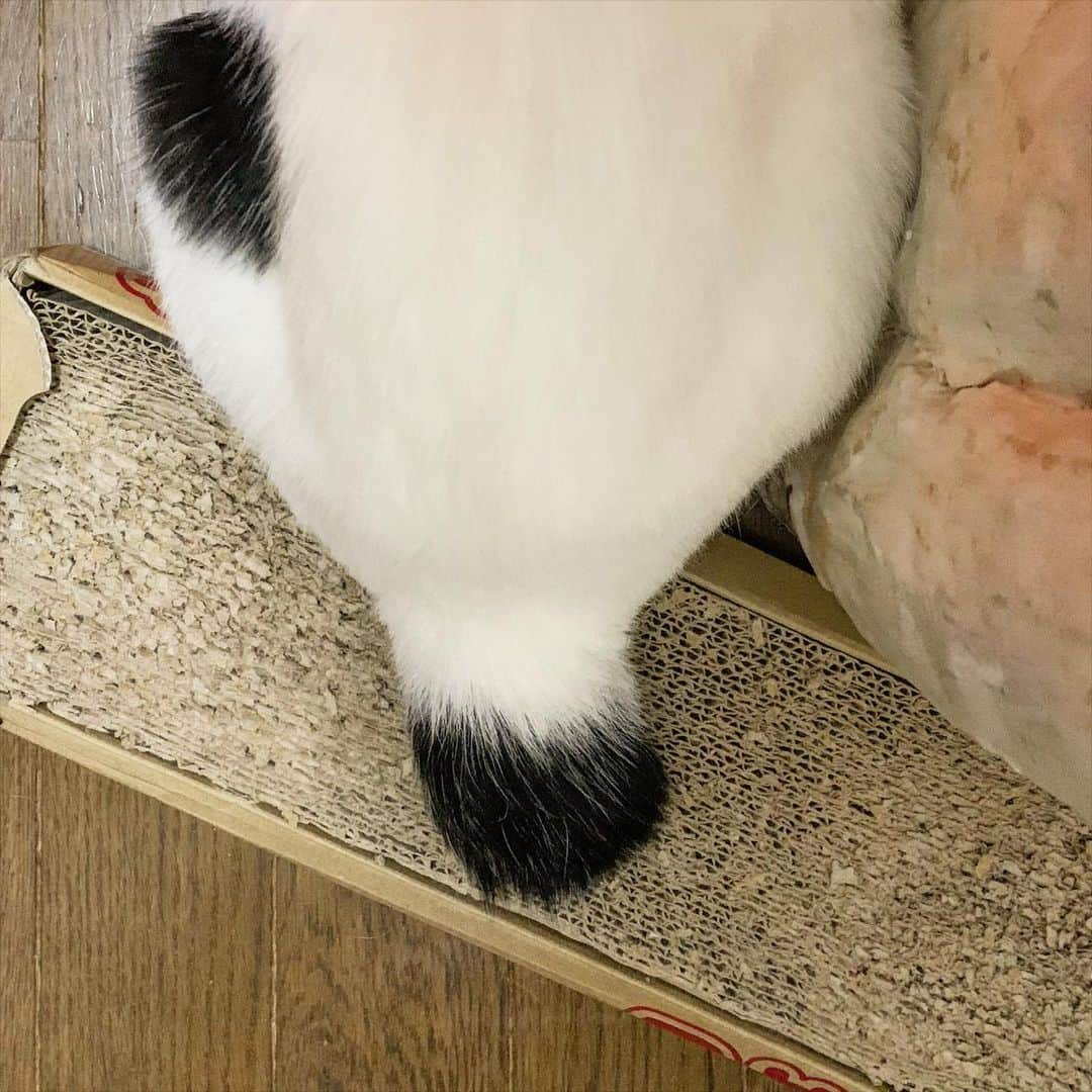 Kachimo Yoshimatsuさんのインスタグラム写真 - (Kachimo YoshimatsuInstagram)「可愛いシッポ。 Cute tail #うちの猫ら ＃猫 #ねこ #nanakuro #cat #ネコ #catstagram #ネコ部 http://kachimo.exblog.jp」1月22日 9時55分 - kachimo