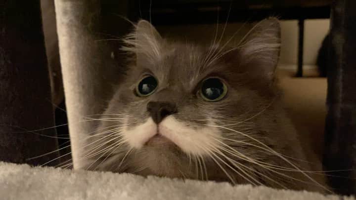 のインスタグラム：「As many of you know Hammy was adopted from a shelter back in 2012. When I first took him home, both of us were very nervous.  For me, he was my first pet as an adult and I wasn't 100% sure what I was getting myself into.  For Hammy, he spent his first months on the street and was scared of literally everything.  It was stressful first few days and weeks for both of us, but in (relatively) short order, Hammy and I became best friends and have been inseparable ever since.  If you want to hear more amazing, funny, sweet, awkward stories about rescued animals, check out @VCA's newest episodes of Pet Friendly. Each episode follows a family, their rescued pet and a wonderful vet, Dr. Sally. You can stream episodes here: Refinery29.com/PetFriendly. (Link in bio) #vcapets #PetFriendly #ad #mustachecat」