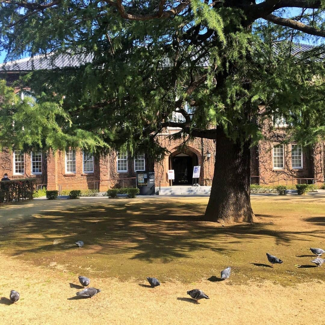 立教大学さんのインスタグラム写真 - (立教大学Instagram)「#鳩 #ハト #pigeon  #rikkyo #rikkyouniversity #ikebukuro #池袋キャンパス #立教 #立教大学 #本館 #モリス館 #1号館 #MainBuilding #BuildingNo1 #MorrisHall #ツタ #ivy #蔦 #レンガ #bricks #coregraphy #photography #ファインダー越しの私の世界ㅤ」1月22日 10時25分 - rikkyouniv