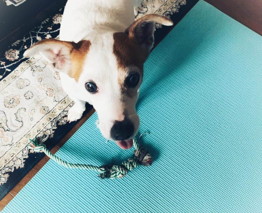 福原美穂さんのインスタグラム写真 - (福原美穂Instagram)「attention please..... YOGAをやりだせばおもちゃを持ってくるラブこ。  最後はわたしの呼吸とともに寝に落ちました。  #yogalife #mindfulness #meditation #doglife #lifewithdog #attention #attentiondog」1月22日 10時57分 - miho_fukuhara
