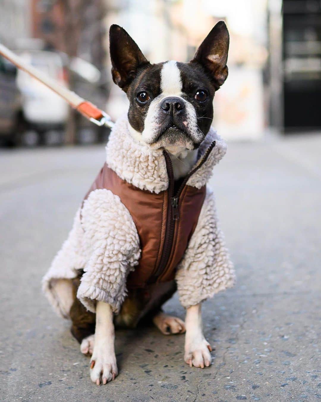 The Dogistさんのインスタグラム写真 - (The DogistInstagram)「Leo, Boston Terrier, 12th & University Pl., New York, NY • “He’s cool, chill, and stylish.”」1月22日 11時01分 - thedogist