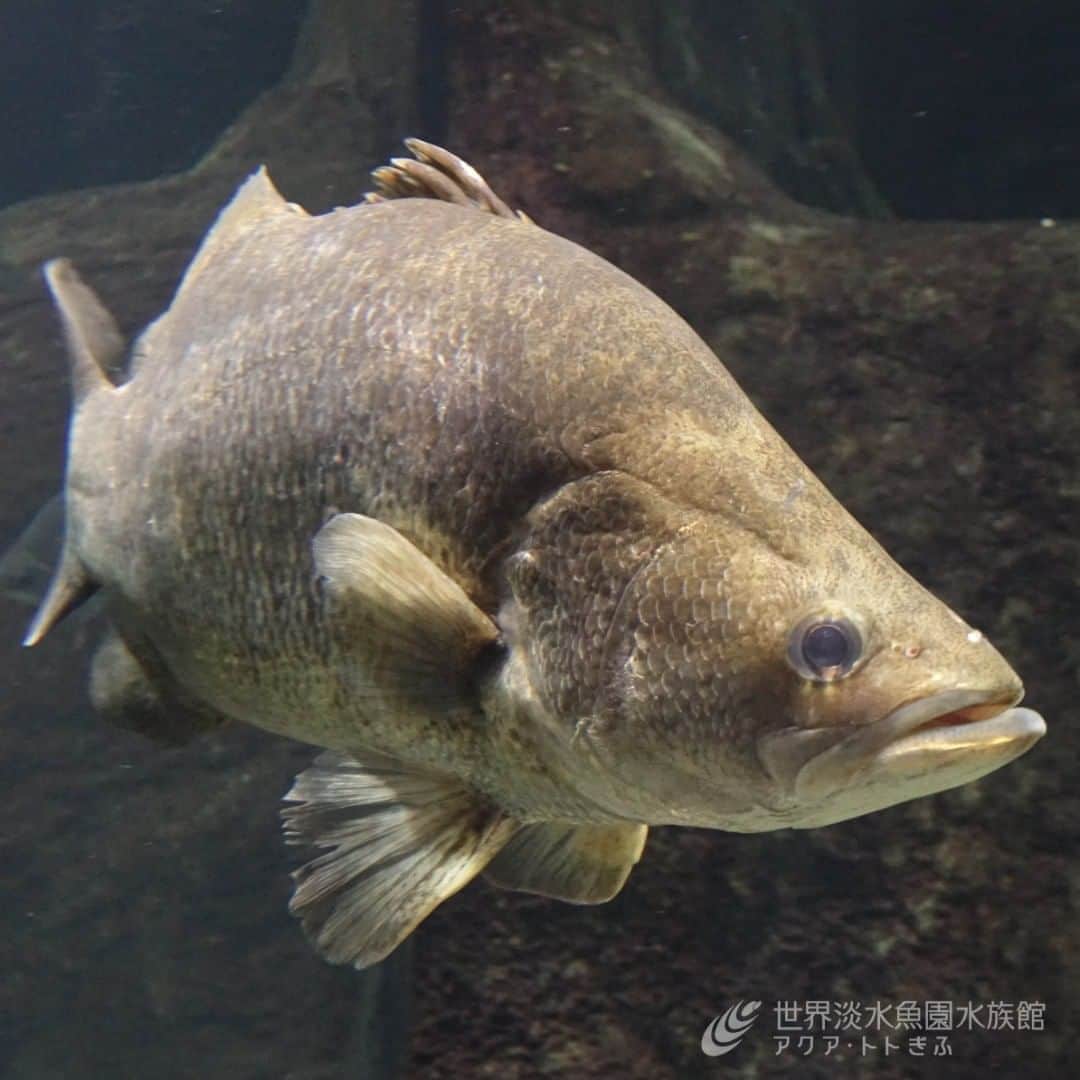 世界淡水魚園水族館 アクア・トト ぎふのインスタグラム：「新たな展示のお知らせを昨日投稿したところ、飼育スタッフより「おい～、フォーバータイガーよりナイルパーチをまずは紹介しなきゃ！」との言葉が。  この言葉には、外来生物法により新規導入は非常に難しく、実際の魚をご覧いただく貴重な機会を伝えたい、という思いが詰まっています。きっと。 水族館はそんな思いを持つスタッフとご覧になるお客様に支えられています。  種名板には外来種による影響についても少し触れています。ちなみにこの個体は十数ｃｍから丹精込めて大きく育てました。そんな部分にもご注目いただければ嬉しいです。  #アクアトト#アクアトト岐阜#アクアトトぎふ#水族館#aquarium#ナイルパーチ#Nileperch#Latesniloticus」