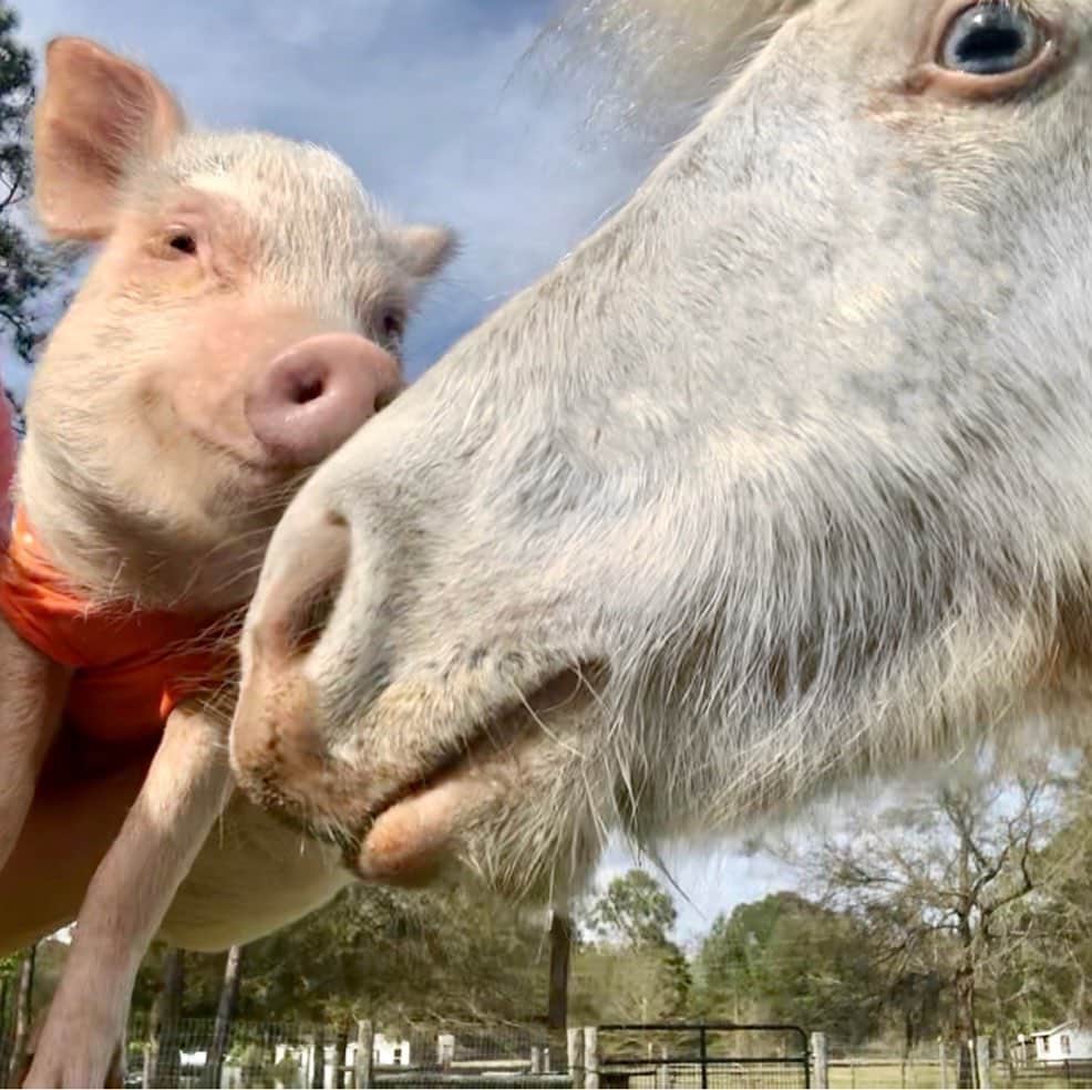 Priscilla and Poppletonさんのインスタグラム写真 - (Priscilla and PoppletonInstagram)「“Some things just fill your heart without trying!”🐷💙🐴We love giving piggy kisses to all our farm friends. This blue-eyed beauty is our mini horse Pebbles. You can meet all our rescued farm friends over @prissyandpops_helpinghooves. #farmlife #PiggyPenn #Pebblestheminihorse #PrissyandPop」1月22日 21時58分 - prissy_pig