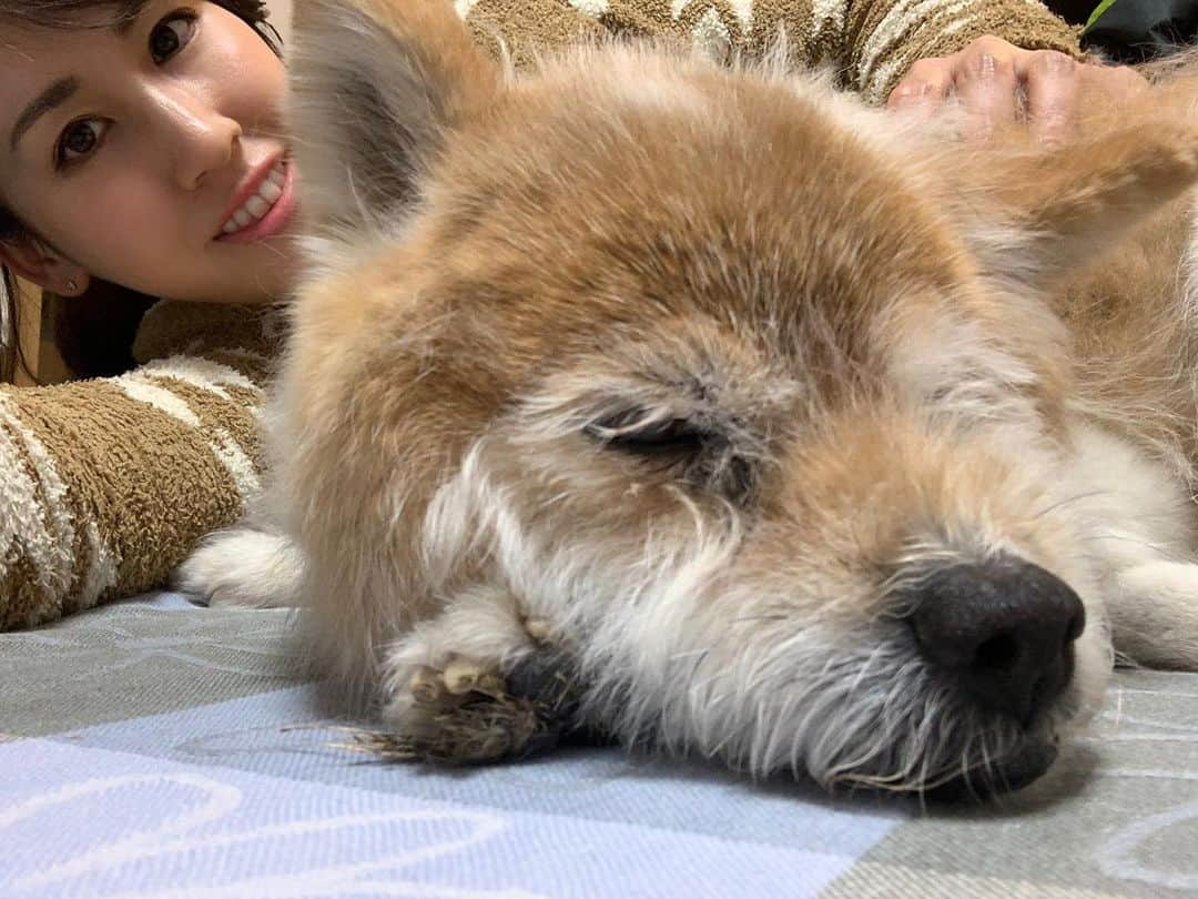 桒原えりかさんのインスタグラム写真 - (桒原えりかInstagram)「ティンク😌❤️ . . . #dog #doggy #犬 #可愛い #寝顔」1月22日 21時54分 - erica._.k89