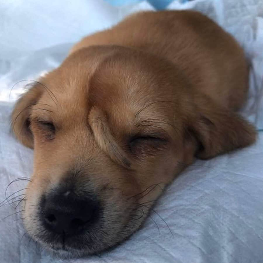 Animalsさんのインスタグラム写真 - (AnimalsInstagram)「A 10-week-old abandoned puppy with a secondary tail, in the middle of his head, has been taken in by the @macthepitbull animal rescue center in Missouri. Staff at Mac's Mission, which is predominantly for animals with special needs, have called the puppy Narwhal. They‘ve been told there was "no medical need to remove" the extra tail as it caused him no pain and the popularity of Narwhal on social media is helping raise awareness and money for the rescue center’s work. So, enjoy these beautiful pictures/videos of Narwhal and please share this post with your followers and tag dog lovers who need to see this in the comments and let’s all work together to raise even more awareness for incredible animal rescue centers like @macthepitbull that put so much time and effort into helping animals like this! #animalrescue #thisisme #doglovers」1月22日 22時04分 - insta_animall