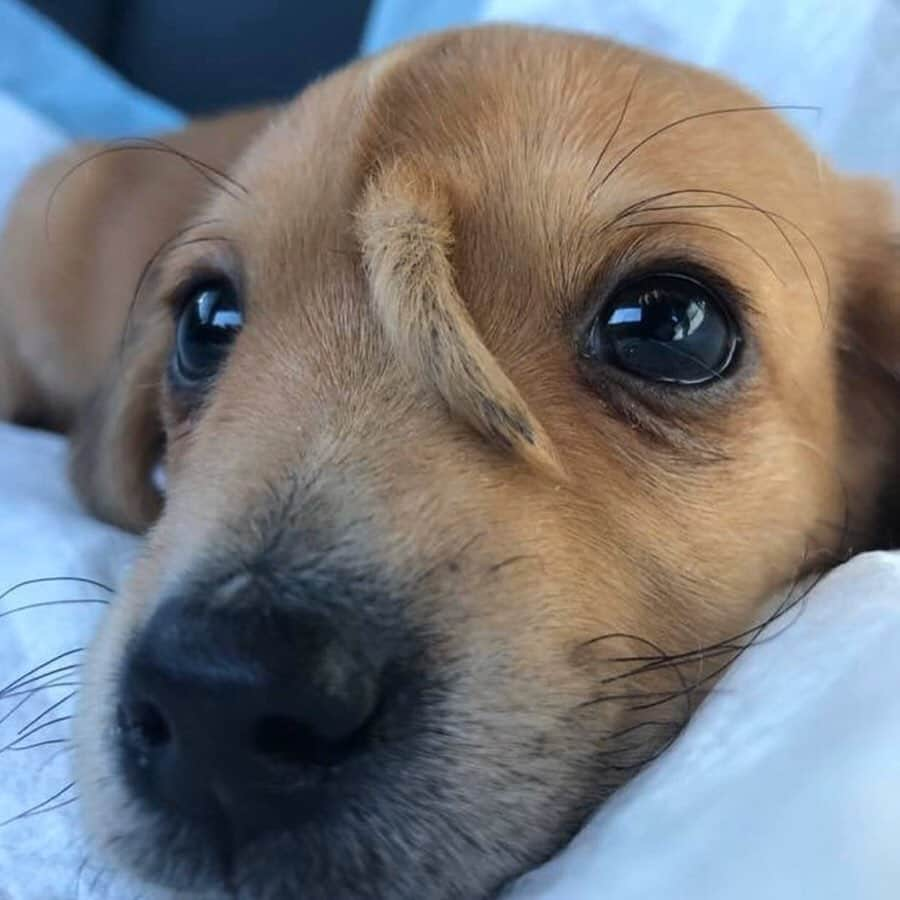 Animalsさんのインスタグラム写真 - (AnimalsInstagram)「A 10-week-old abandoned puppy with a secondary tail, in the middle of his head, has been taken in by the @macthepitbull animal rescue center in Missouri. Staff at Mac's Mission, which is predominantly for animals with special needs, have called the puppy Narwhal. They‘ve been told there was "no medical need to remove" the extra tail as it caused him no pain and the popularity of Narwhal on social media is helping raise awareness and money for the rescue center’s work. So, enjoy these beautiful pictures/videos of Narwhal and please share this post with your followers and tag dog lovers who need to see this in the comments and let’s all work together to raise even more awareness for incredible animal rescue centers like @macthepitbull that put so much time and effort into helping animals like this! #animalrescue #thisisme #doglovers」1月22日 22時04分 - insta_animall