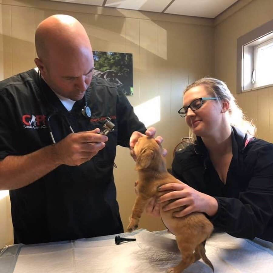 Animalsさんのインスタグラム写真 - (AnimalsInstagram)「A 10-week-old abandoned puppy with a secondary tail, in the middle of his head, has been taken in by the @macthepitbull animal rescue center in Missouri. Staff at Mac's Mission, which is predominantly for animals with special needs, have called the puppy Narwhal. They‘ve been told there was "no medical need to remove" the extra tail as it caused him no pain and the popularity of Narwhal on social media is helping raise awareness and money for the rescue center’s work. So, enjoy these beautiful pictures/videos of Narwhal and please share this post with your followers and tag dog lovers who need to see this in the comments and let’s all work together to raise even more awareness for incredible animal rescue centers like @macthepitbull that put so much time and effort into helping animals like this! #animalrescue #thisisme #doglovers」1月22日 22時04分 - insta_animall