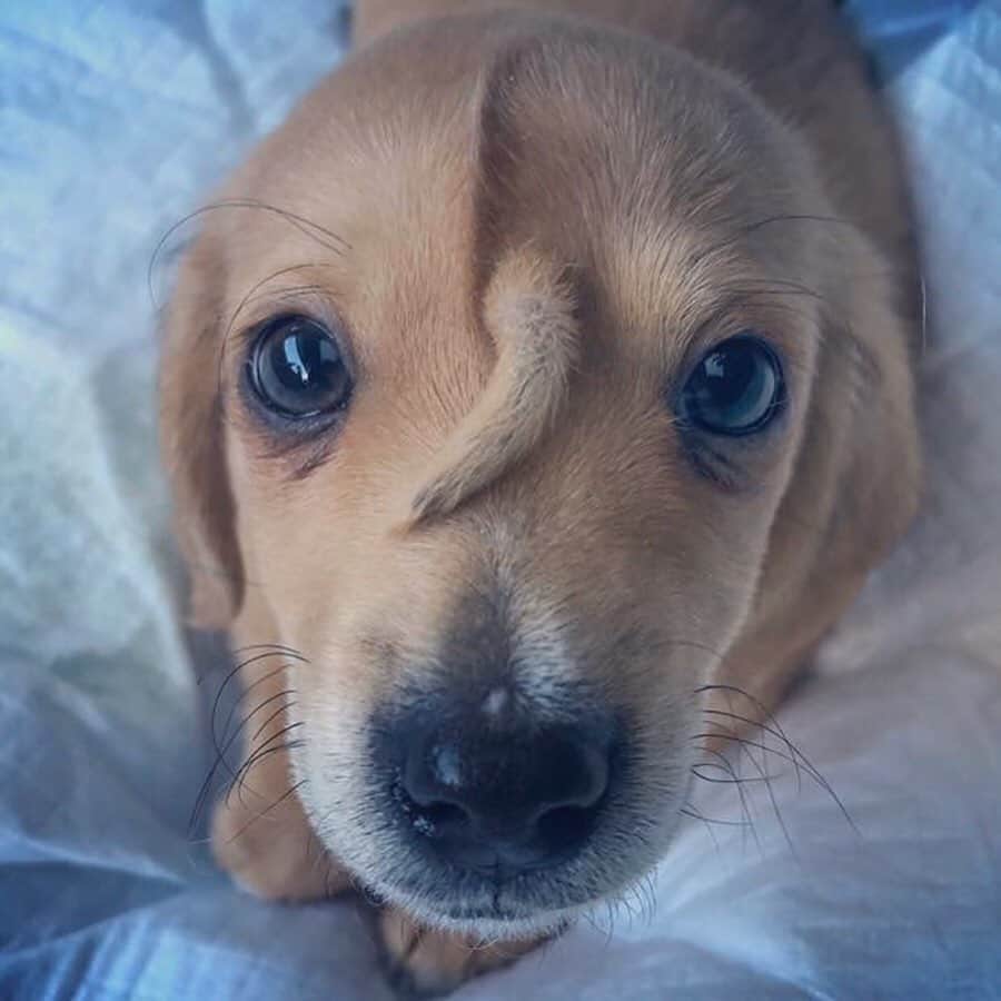 Animalsのインスタグラム：「A 10-week-old abandoned puppy with a secondary tail, in the middle of his head, has been taken in by the @macthepitbull animal rescue center in Missouri. Staff at Mac's Mission, which is predominantly for animals with special needs, have called the puppy Narwhal. They‘ve been told there was "no medical need to remove" the extra tail as it caused him no pain and the popularity of Narwhal on social media is helping raise awareness and money for the rescue center’s work. So, enjoy these beautiful pictures/videos of Narwhal and please share this post with your followers and tag dog lovers who need to see this in the comments and let’s all work together to raise even more awareness for incredible animal rescue centers like @macthepitbull that put so much time and effort into helping animals like this! #animalrescue #thisisme #doglovers」