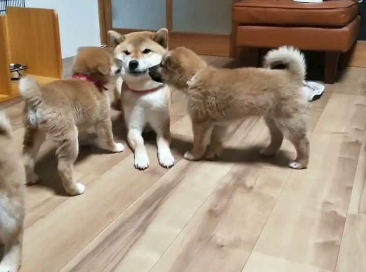 柴犬たま Shibainu Tamaのインスタグラム