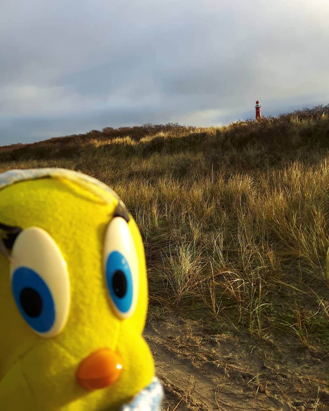 Little Yellow Birdさんのインスタグラム写真 - (Little Yellow BirdInstagram)「Today a long walk all around the West side of Schiermonnikoog. You can see the lighthouse too. #littleyellowbird #tweety #tweetykweelapis #adventures #yellow #bird #schiermonnikoog #schier #eiland #netherlands #beach #northsea #noordzee #duinen #waddeneiland #sky #clouds #cloudporn #holidays #lighthouse #walking #hiking #stuffedanimalsofinstagram #plushiesofinstagram」1月22日 22時33分 - tweetykweelapis