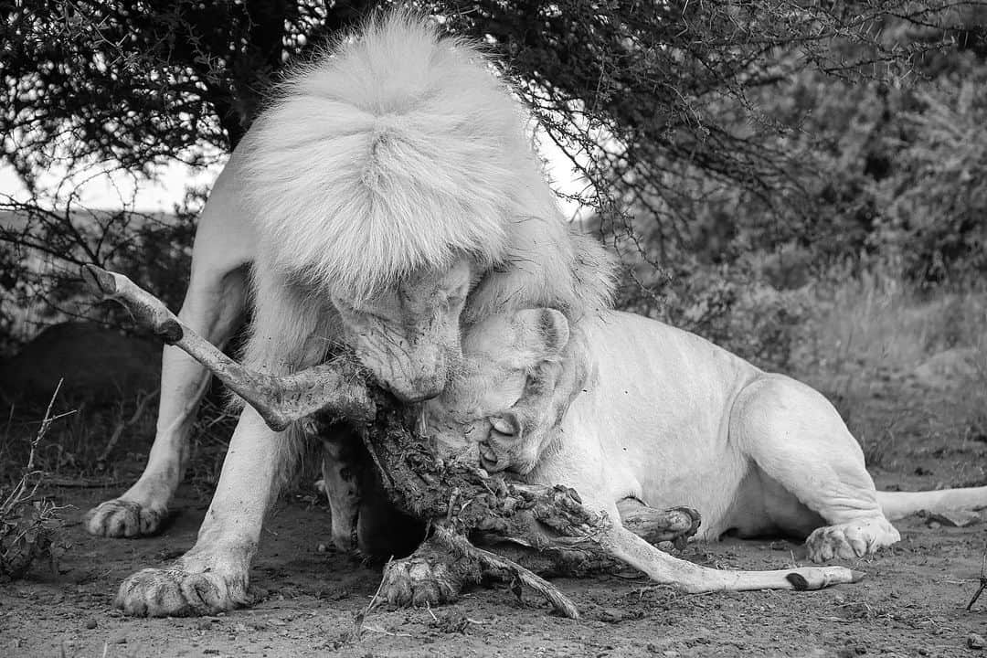 Kevin Richardson LionWhisperer さんのインスタグラム写真 - (Kevin Richardson LionWhisperer Instagram)「Neige is normally quite a shy lioness however when it comes to food she’ll never back down even when Thor has her in a head lock with his claws sunk into her face. For those wanting to know how it ended, Neige didn’t give up and landed the lions share #neigelovesfood #lionsshare #blackandwhitephotography #lion #lioness #africanlion #whitelion #nevergiveup」1月22日 22時46分 - lionwhisperersa