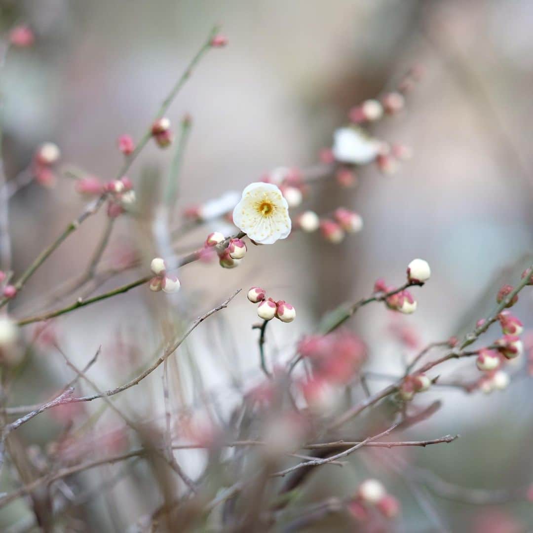 奈良 長谷寺 / nara hasederaのグルメインスタ