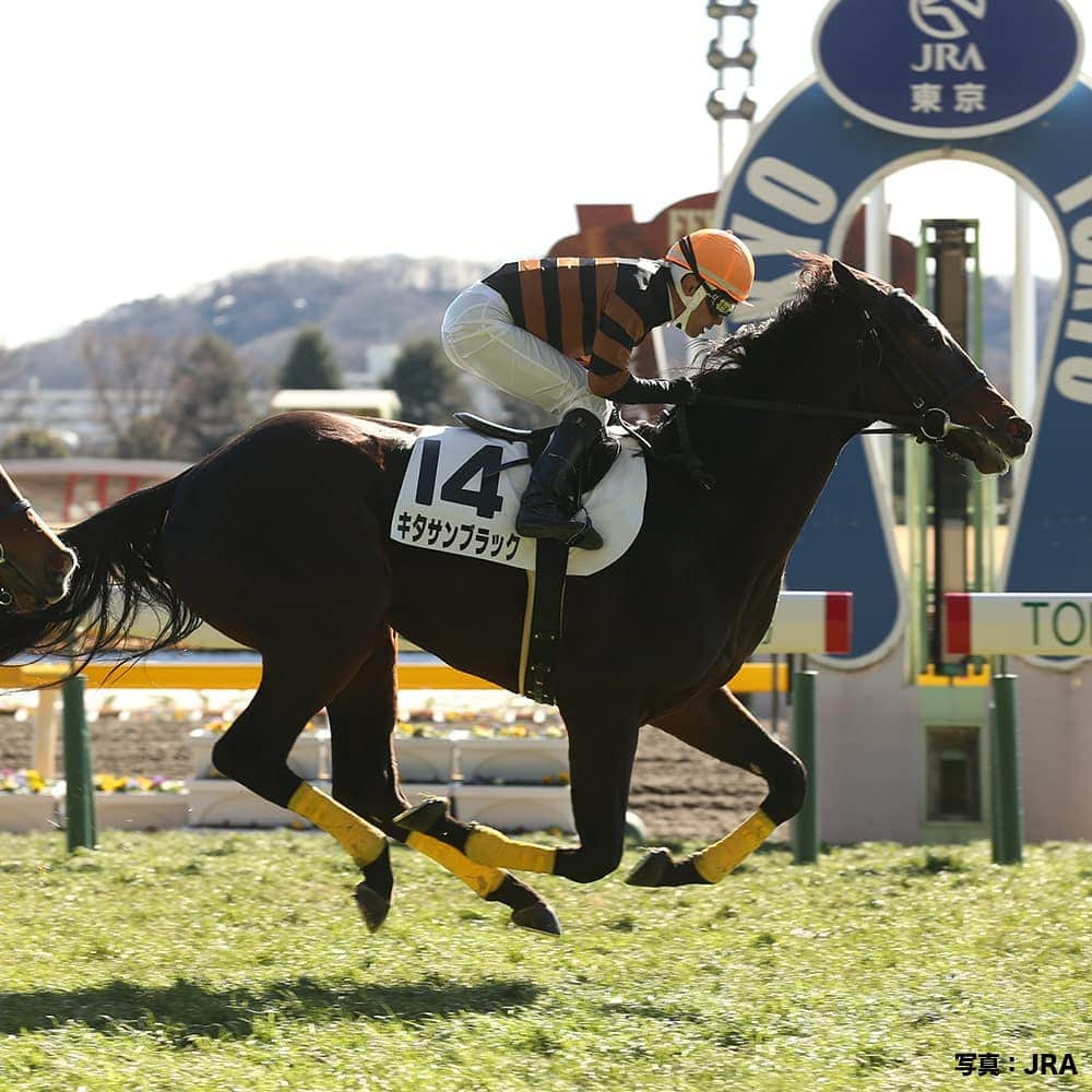 umabi_officialのインスタグラム：「メイクデビュー列伝。  #2015年1月最終週には #JRA史上最多タイのGI7勝 #獲得賞金も歴代1位の #キタサンブラック が #デビュー #来年は #いよいよお父さんとしてデビューだよ #楽しみだね #うまび」