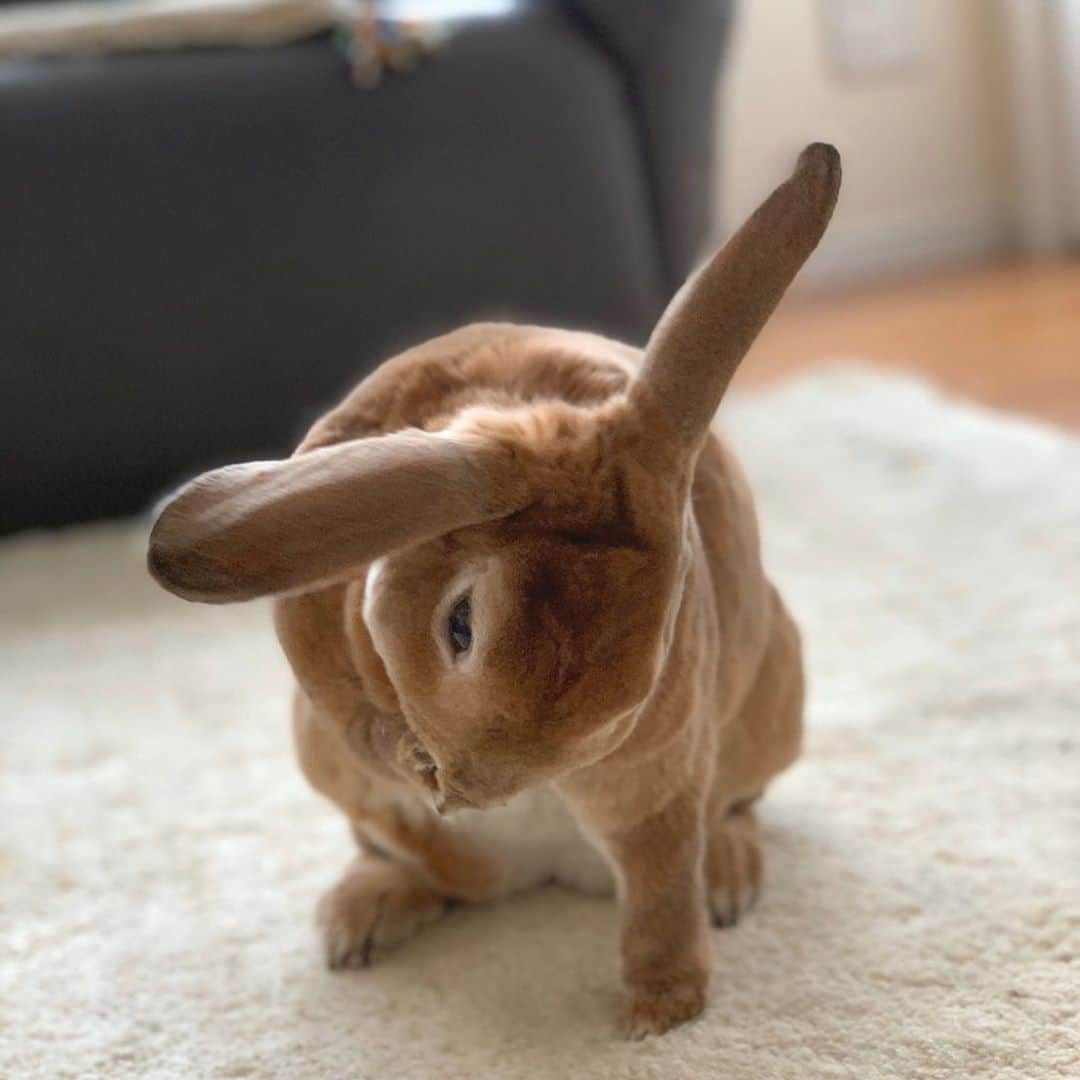 小島瑠璃子さんのインスタグラム写真 - (小島瑠璃子Instagram)「🐰 きなこ、毛繕い中。 焼き菓子みたいな色🥰」1月22日 15時31分 - ruriko_kojima