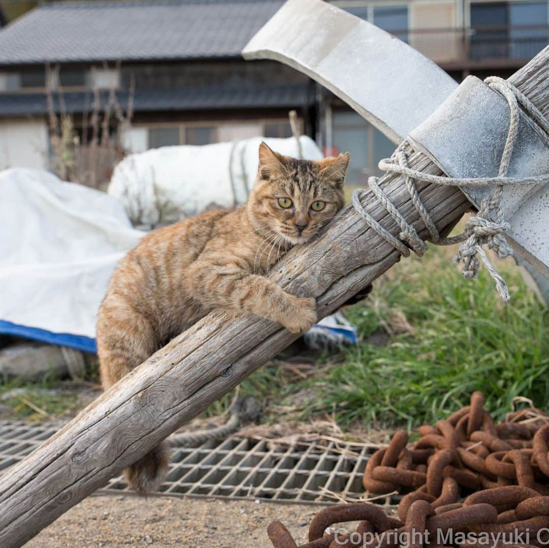 Masayukiさんのインスタグラム写真 - (MasayukiInstagram)「あまえたさん。  #cat #ねこ」1月22日 15時33分 - okirakuoki