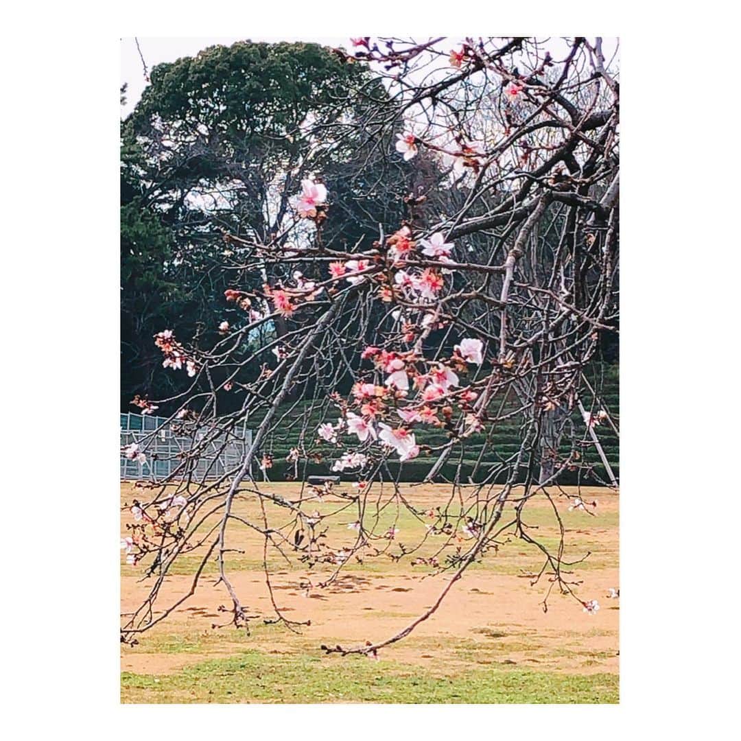理絵さんのインスタグラム写真 - (理絵Instagram)「桜が咲いていた🌸  #桜 #sakura #벚꽃 #cherryblossom #flowers #꽃 #fiore #花 #tokyo #japan」1月22日 15時49分 - ____rie____