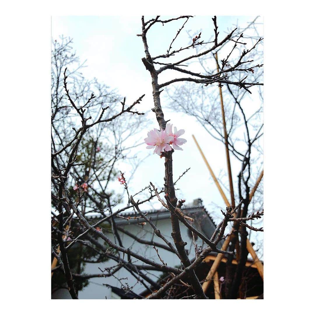 理絵さんのインスタグラム写真 - (理絵Instagram)「桜が咲いていた🌸  #桜 #sakura #벚꽃 #cherryblossom #flowers #꽃 #fiore #花 #tokyo #japan」1月22日 15時49分 - ____rie____