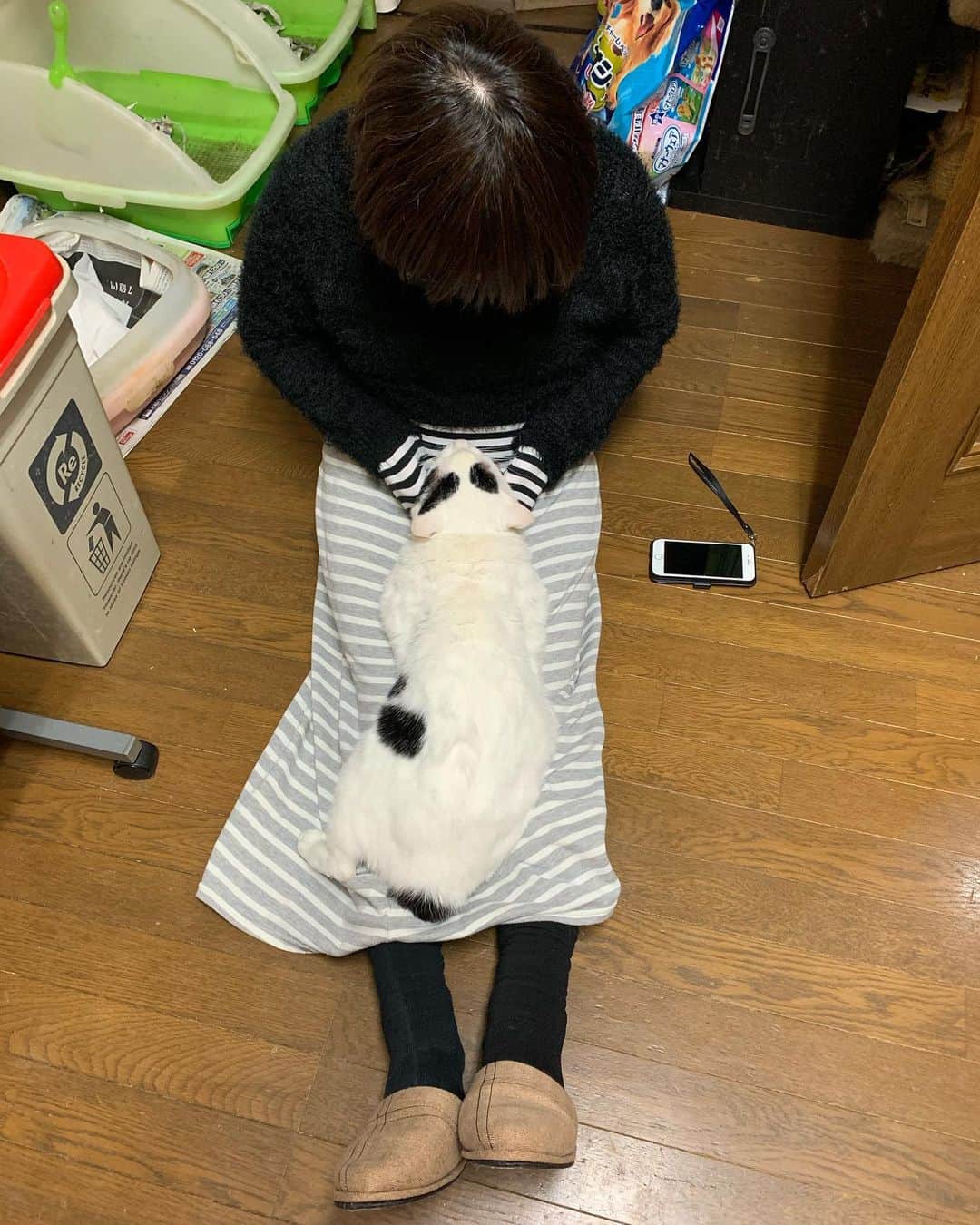 Kachimo Yoshimatsuさんのインスタグラム写真 - (Kachimo YoshimatsuInstagram)「めっちゃ甘えるナナクロさん。 うちの中で最強の甘ったれさん。 よく2ヶ月前まで外に居たものです。 今日で2ヶ月。 #うちの猫ら ＃猫 #ねこ #nanakuro #cat #ネコ #catstagram #ネコ部 http://kachimo.exblog.jp」1月22日 16時27分 - kachimo