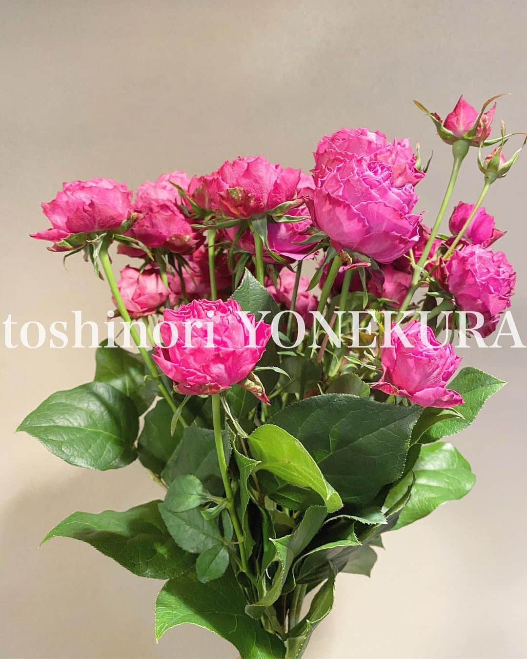米倉利紀さんのインスタグラム写真 - (米倉利紀Instagram)「flower of the week: spray rose - nagisa wave」1月22日 16時33分 - toshi_yonekura