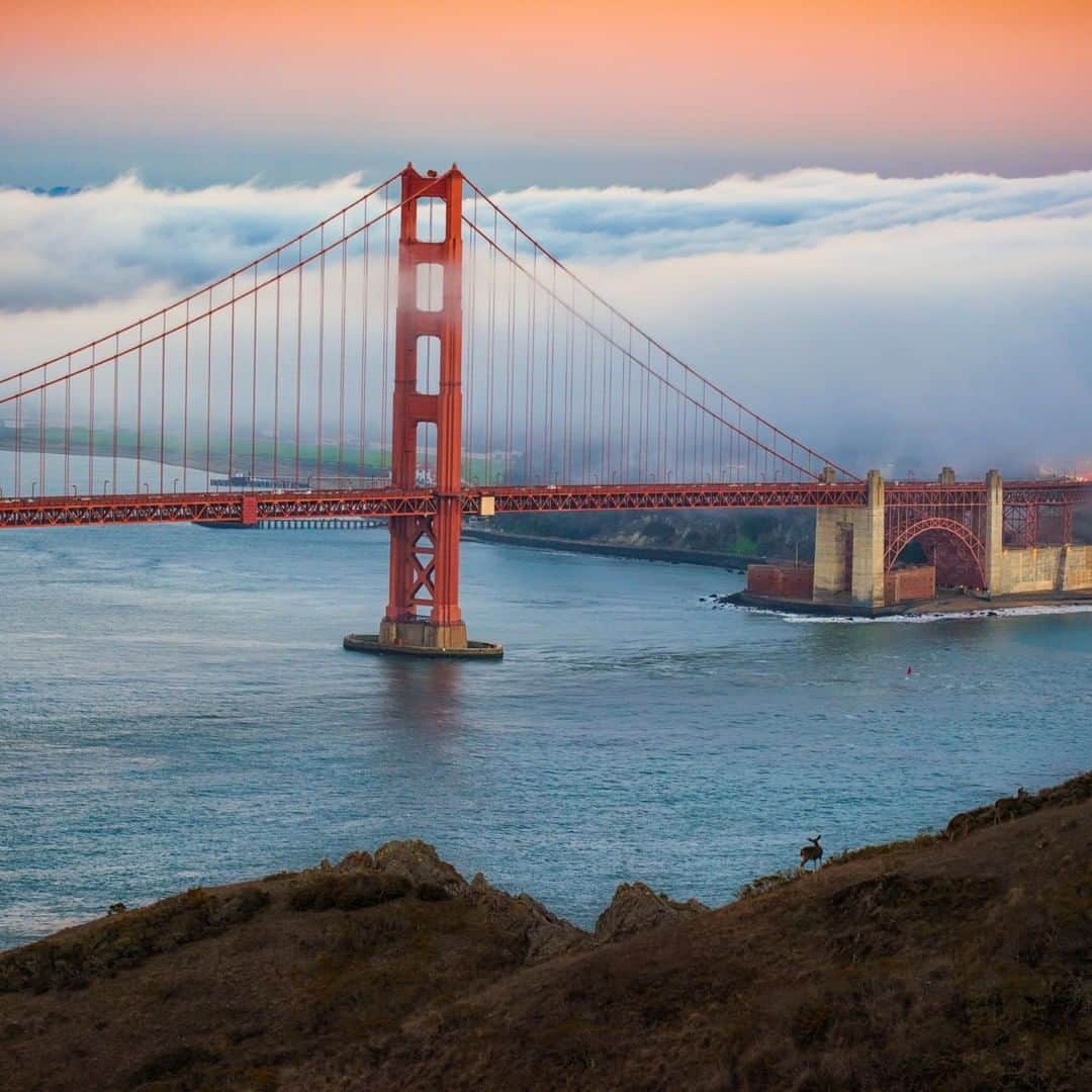 ナショナルジオグラフィックさんのインスタグラム写真 - (ナショナルジオグラフィックInstagram)「Photo By Keith Ladzinski @ladzinski | On the outskirts of San Francisco, a lone mule deer has a view of the evening fog rolling in over the iconic #GoldenGateBridge. This beautiful view can be seen from #Hawkhill in Marin County along Highway 1.」1月22日 16時40分 - natgeo