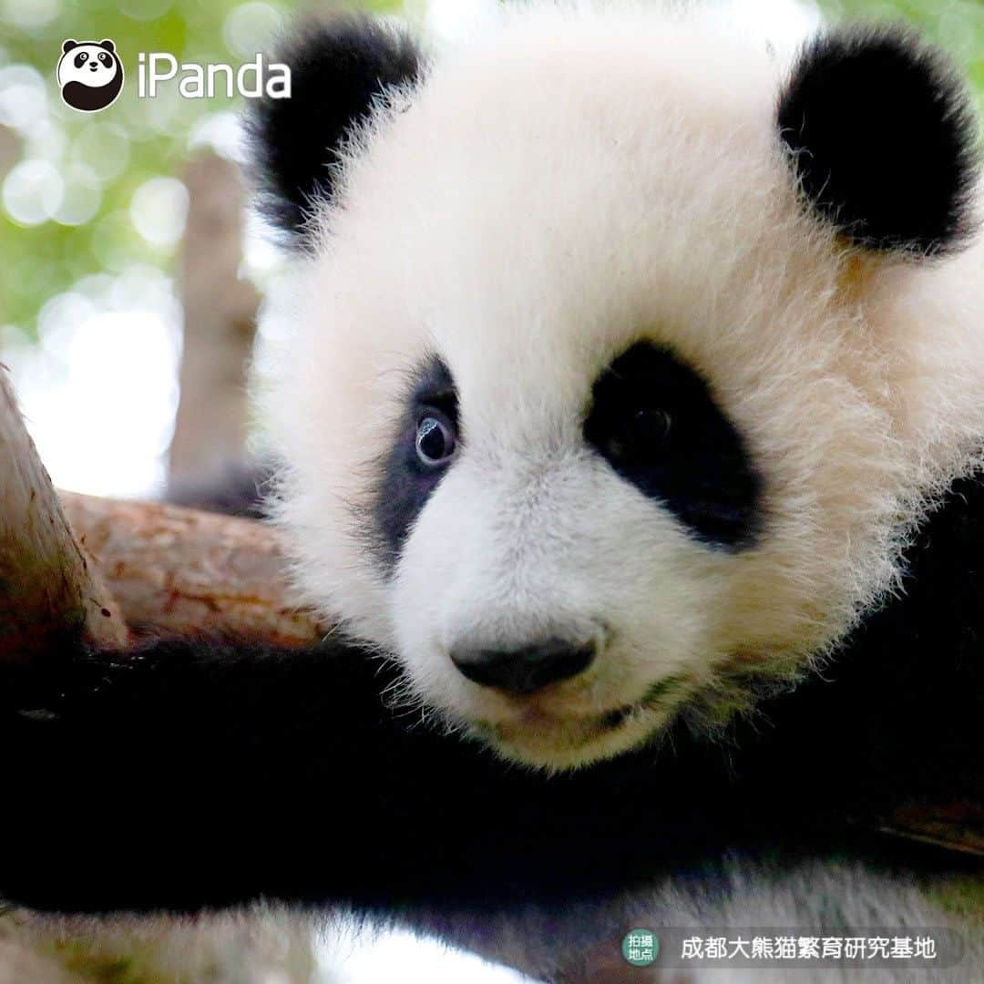 iPandaさんのインスタグラム写真 - (iPandaInstagram)「Wanna see more beautiful views? Try to occupy a higher tree! 🐼 🐾 🐼 #panda #ipanda #animal #pet #adorable #China #travel #pandababy #cute #photooftheday #Sichuan #cutepanda #animalphotography #cuteness #cutenessoverload #giantpanda」1月22日 17時30分 - ipandachannel