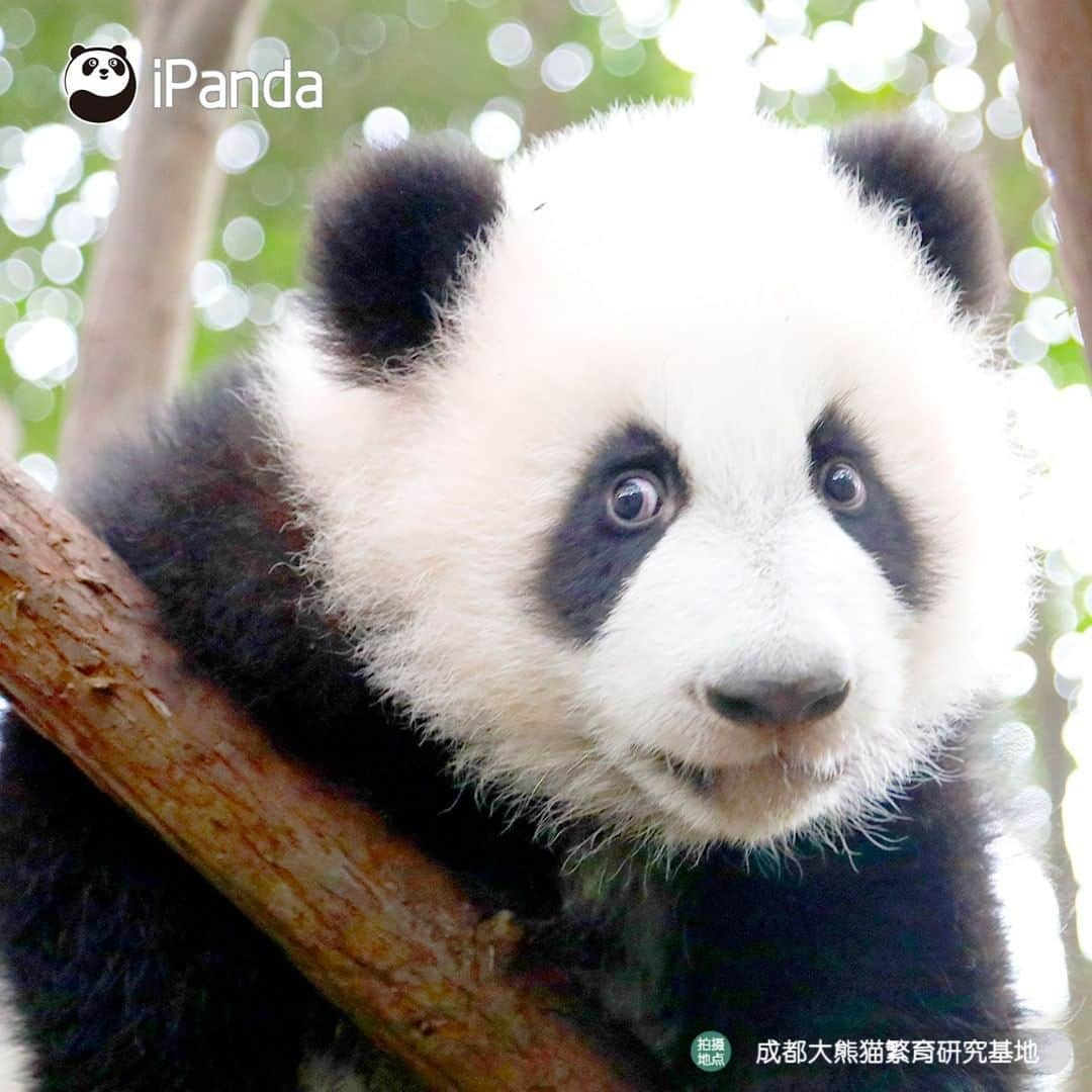 iPandaさんのインスタグラム写真 - (iPandaInstagram)「Wanna see more beautiful views? Try to occupy a higher tree! 🐼 🐾 🐼 #panda #ipanda #animal #pet #adorable #China #travel #pandababy #cute #photooftheday #Sichuan #cutepanda #animalphotography #cuteness #cutenessoverload #giantpanda」1月22日 17時30分 - ipandachannel